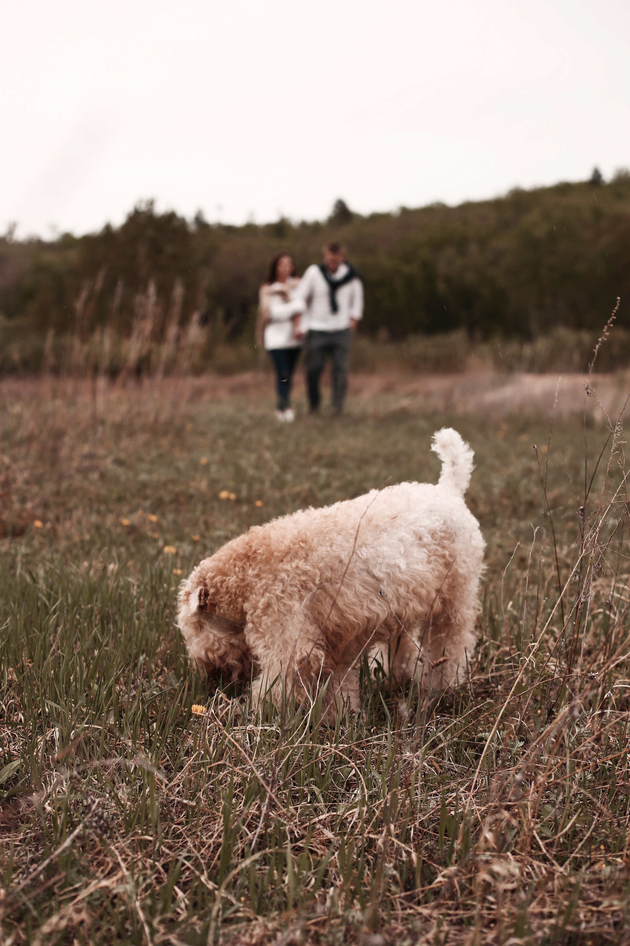 Dog. Свадебный фотограф в Москве Ольга Коржова
