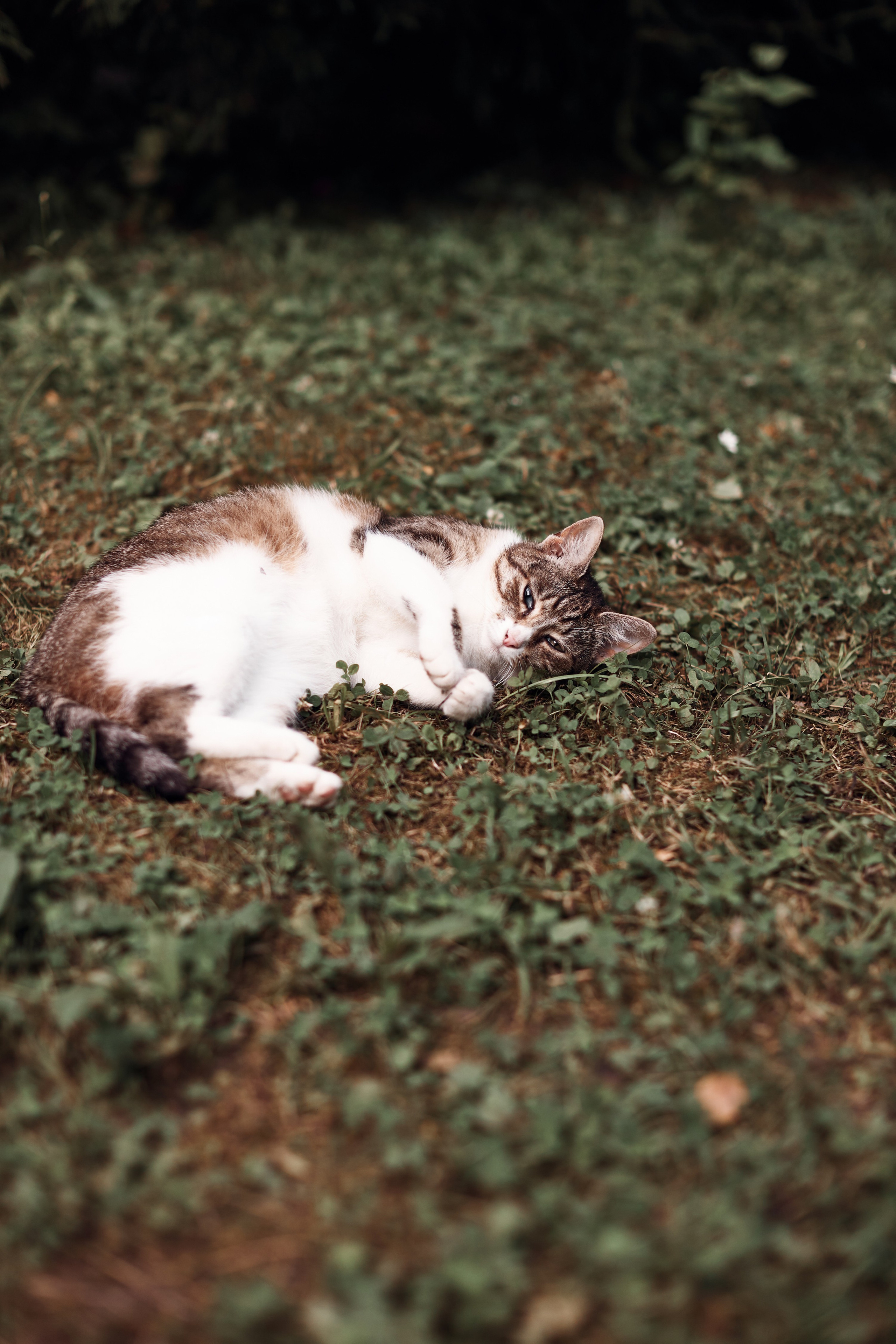 Forest mystery. Свадебный фотограф в Москве Ольга Коржова