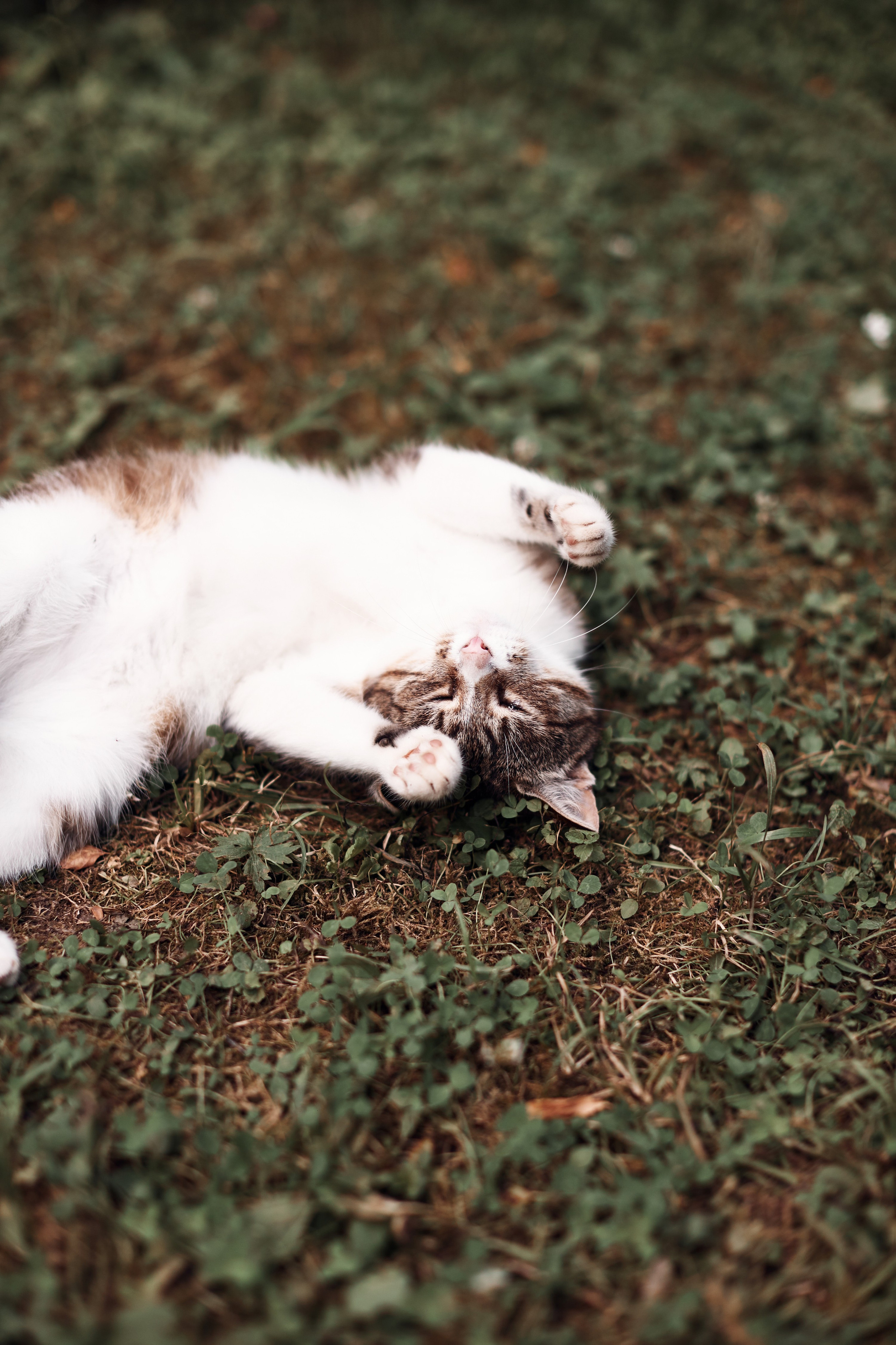 Свадьбы. Свадебный фотограф в Москве Ольга Коржова