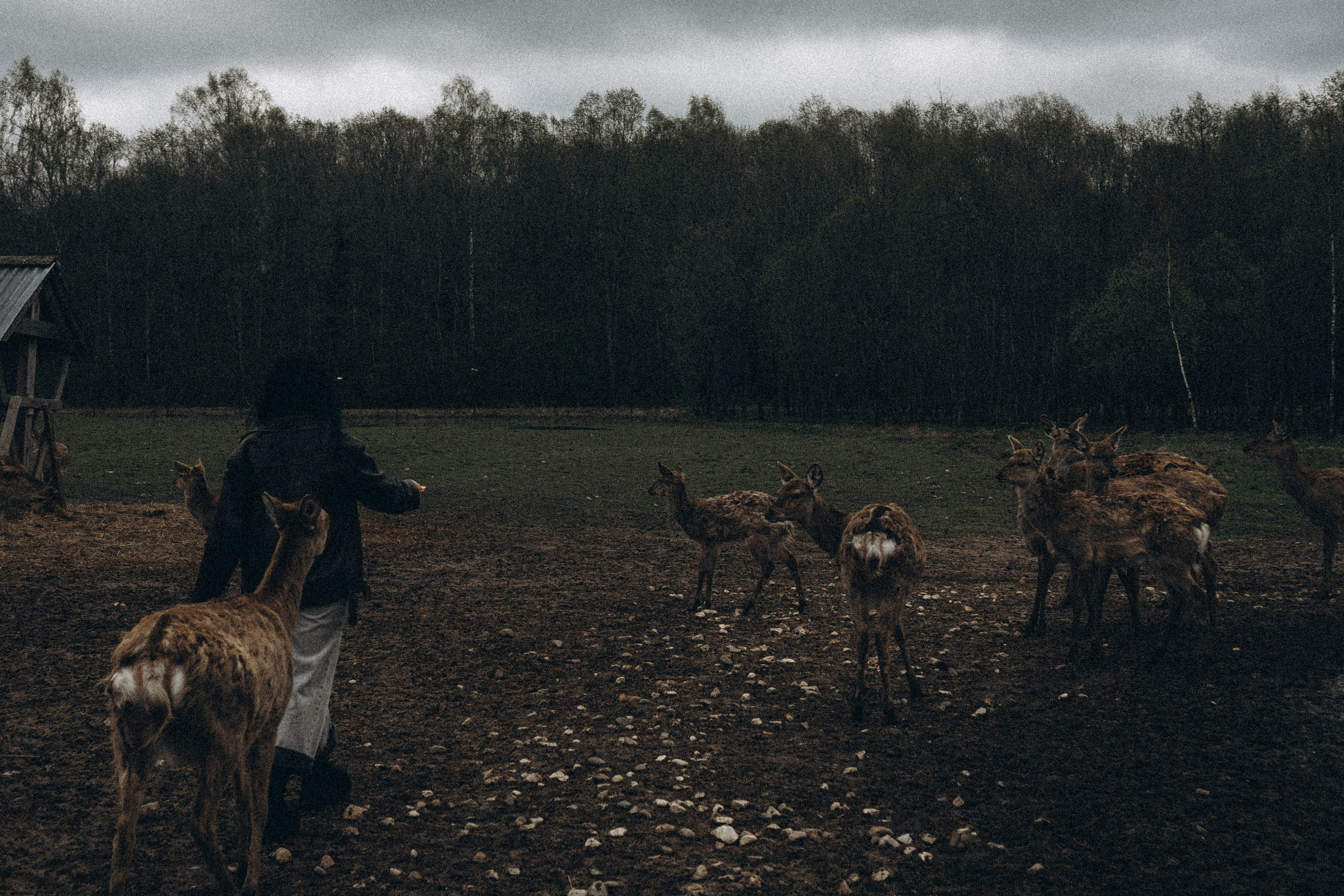 ОЛЕНЬЯ ФЕРМА В ТВЕРИ. Профессиональный фотограф, Санкт-Петербург — Виктория Богомолова