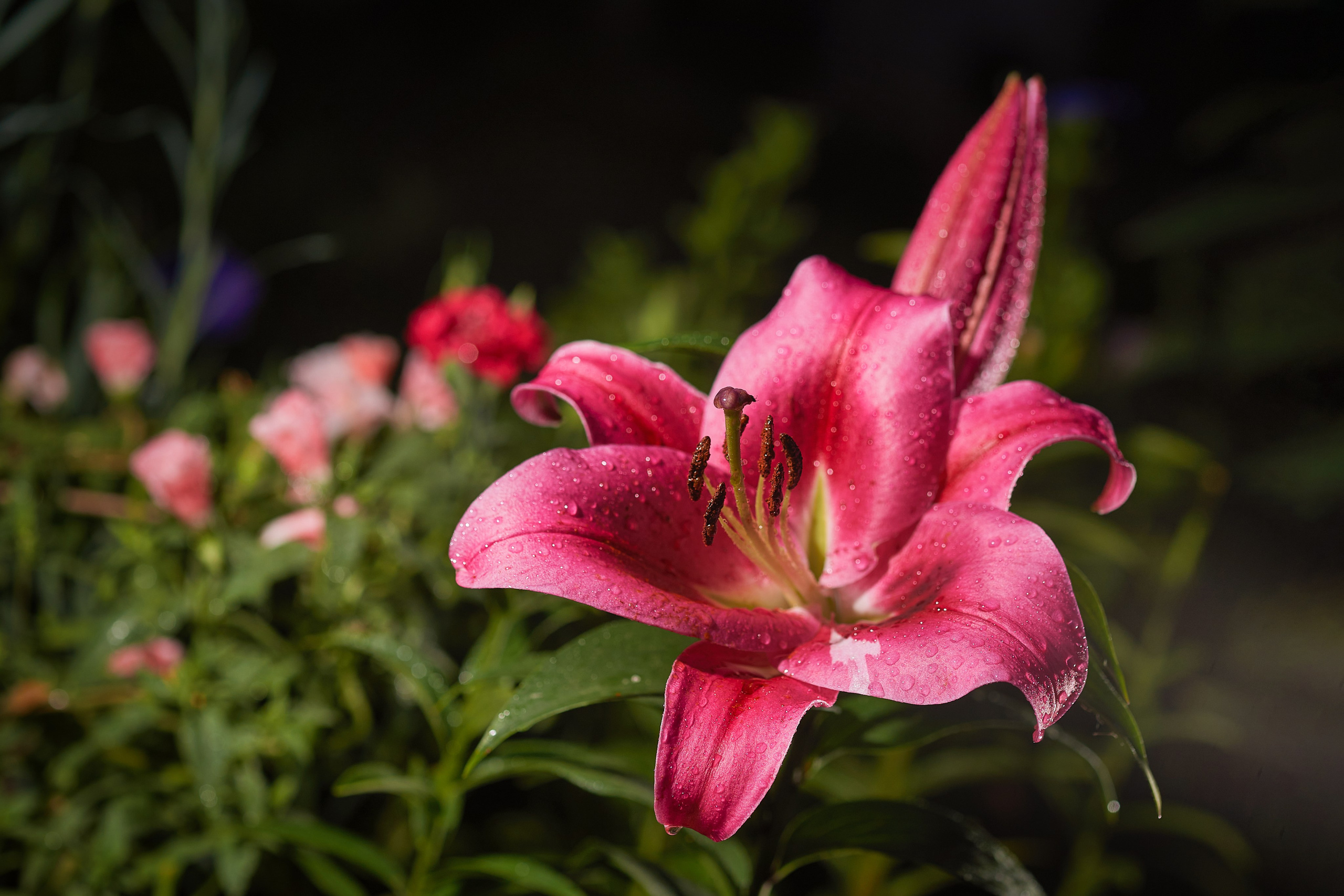 Наша мать — природа. Фотограф Владимир Артамонов