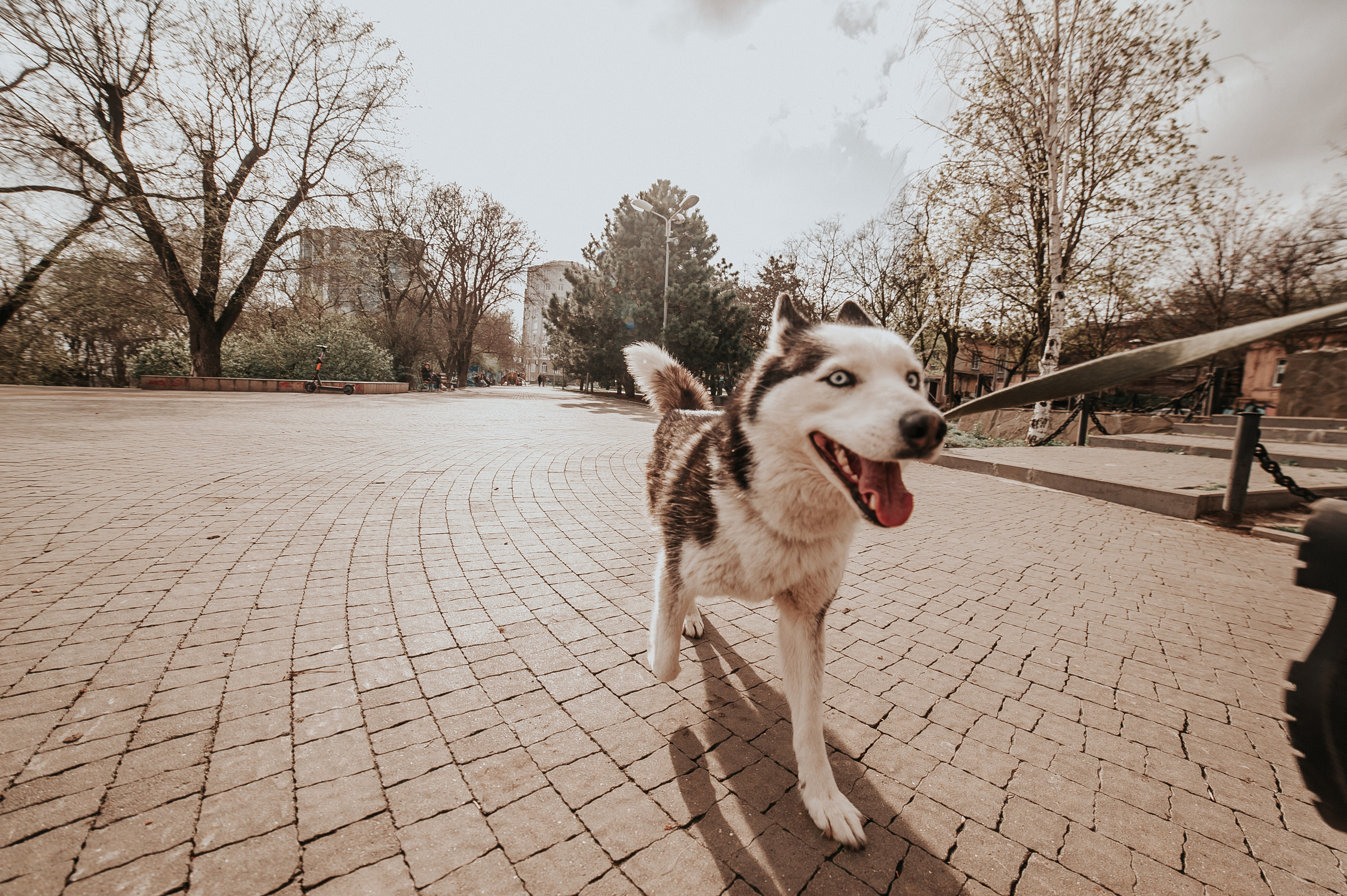 Тим, Марина и Тайга. Свадебный и семейный фотограф в Ростове-на-Дону Алина Астахова