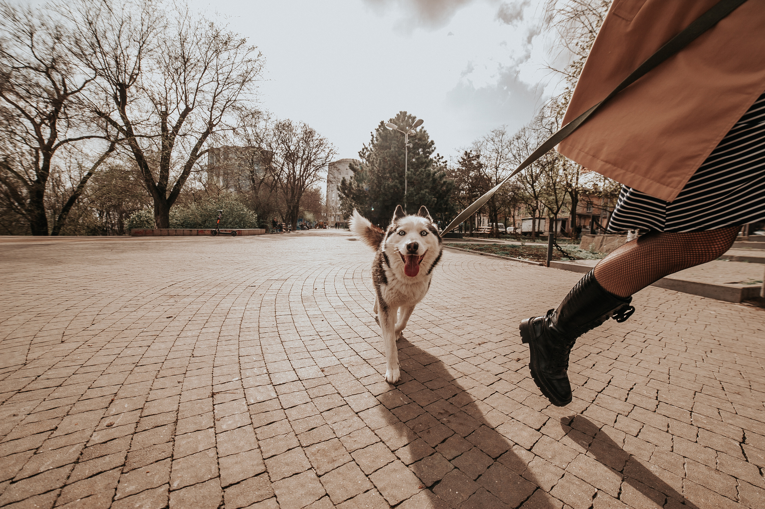 Тим, Марина и Тайга. Свадебный и семейный фотограф в Ростове-на-Дону Алина Астахова
