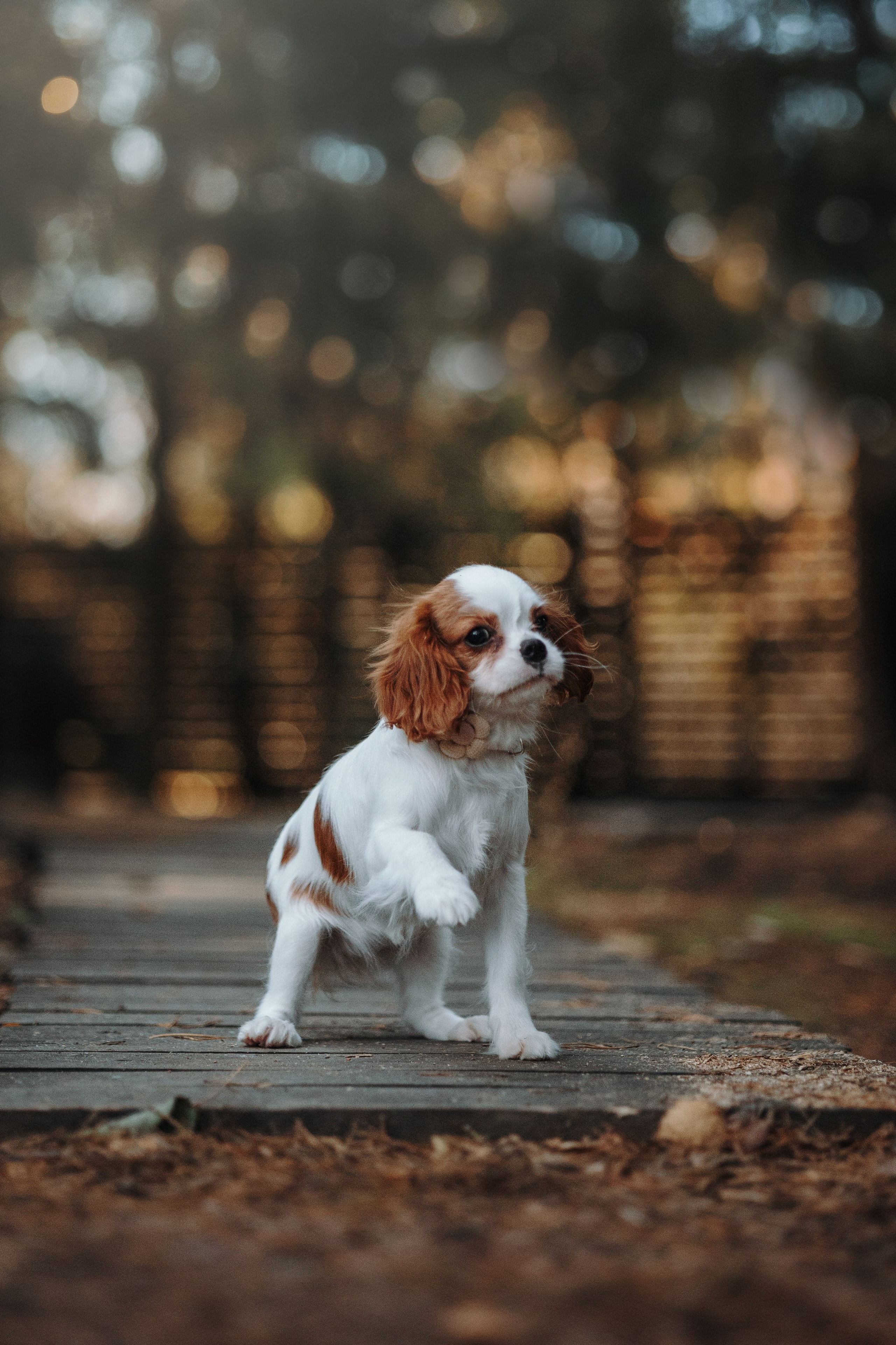 Семейная история. Фотограф — Анималист | Санкт-Петербург
