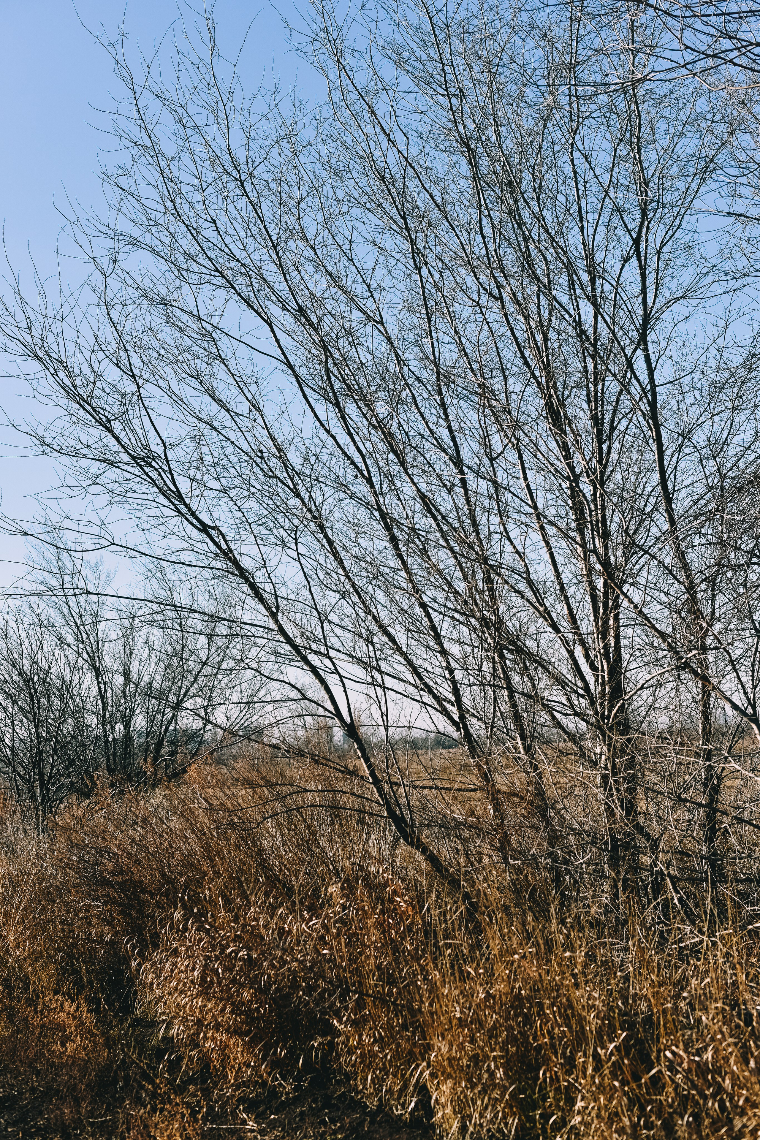 Прогулка златы