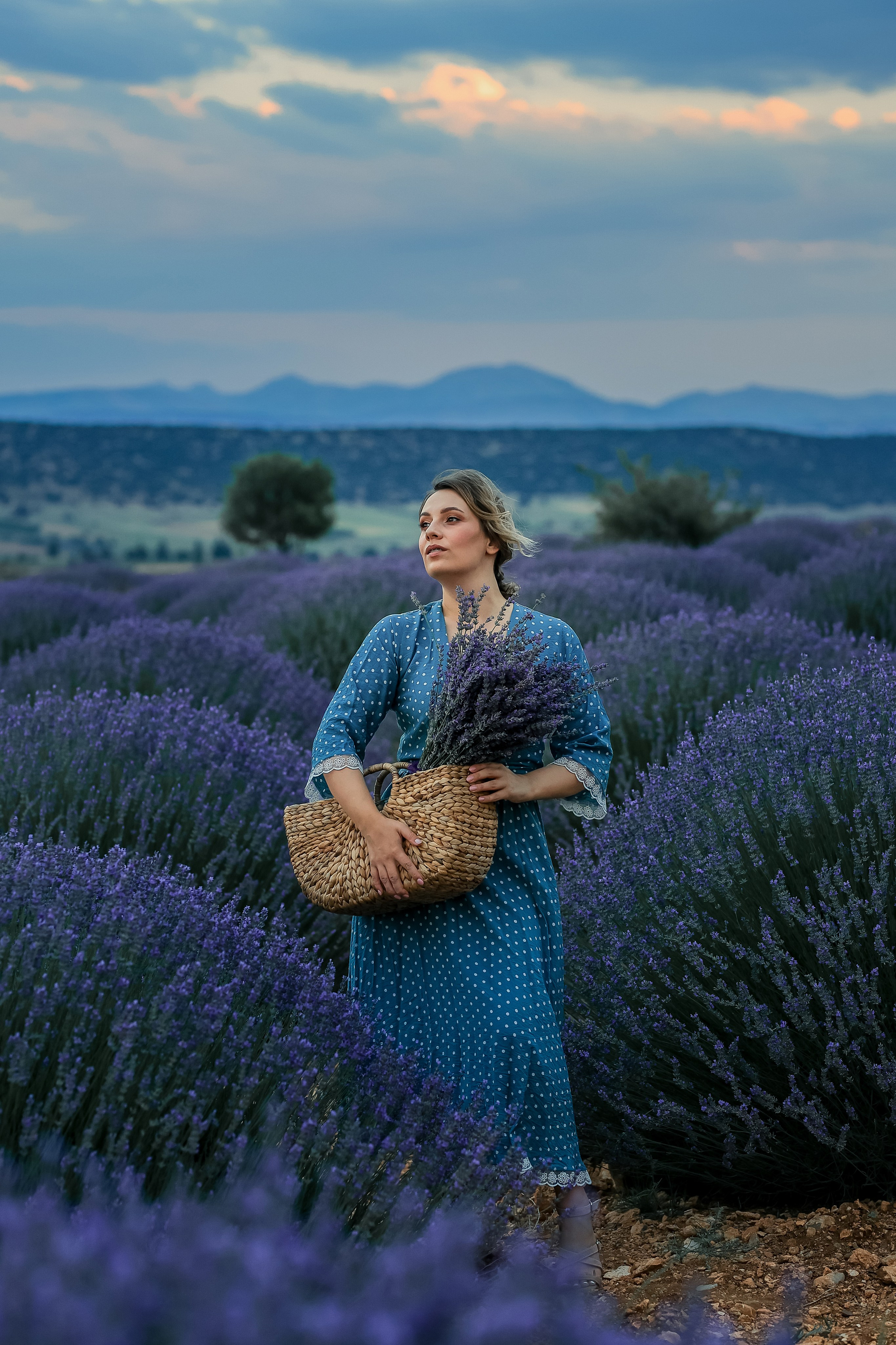 Lavender fields in Turkey