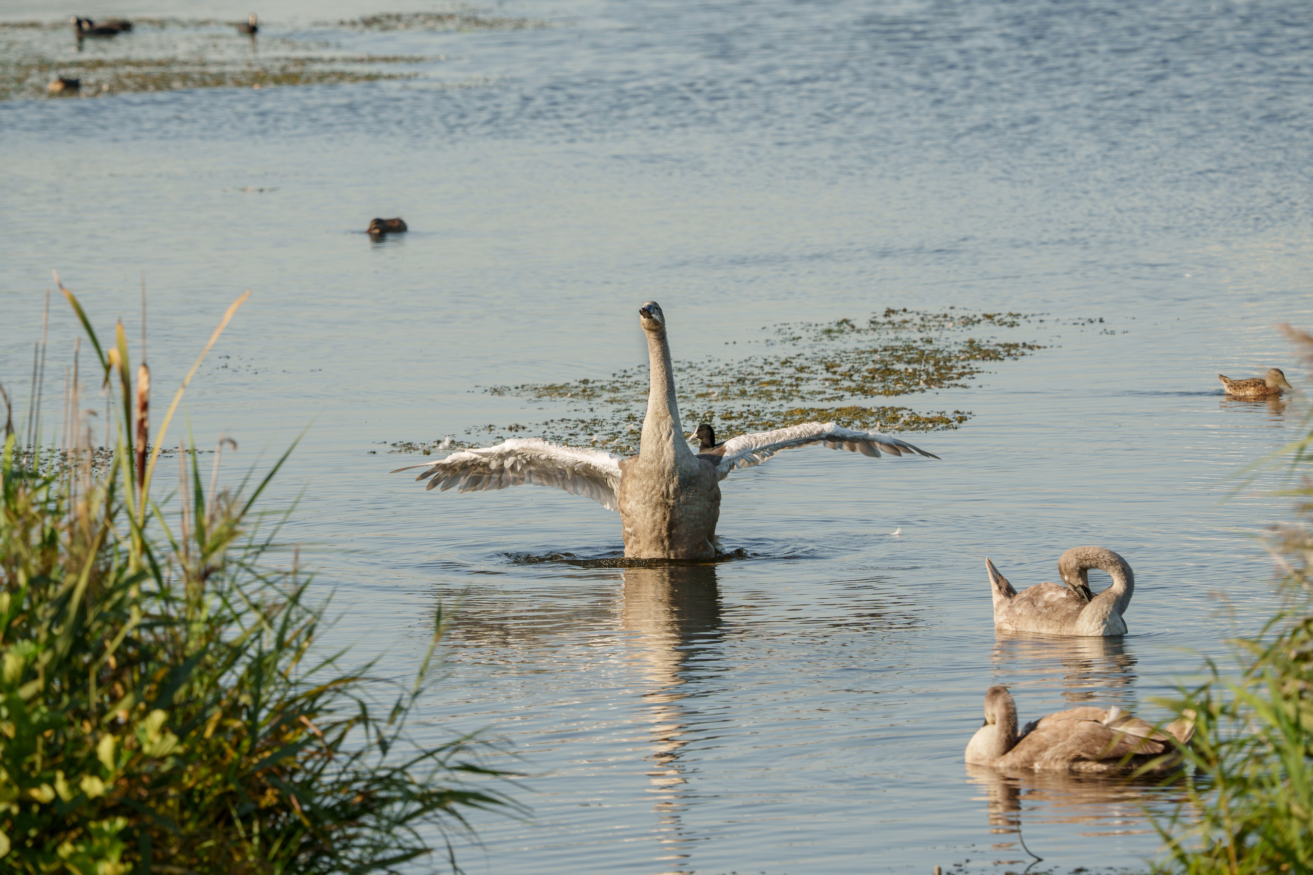 Удивительные мир птиц. Вокруг нас столько прекрасного — присмотритесь!. Ваш личный фотограф Марина Волкова