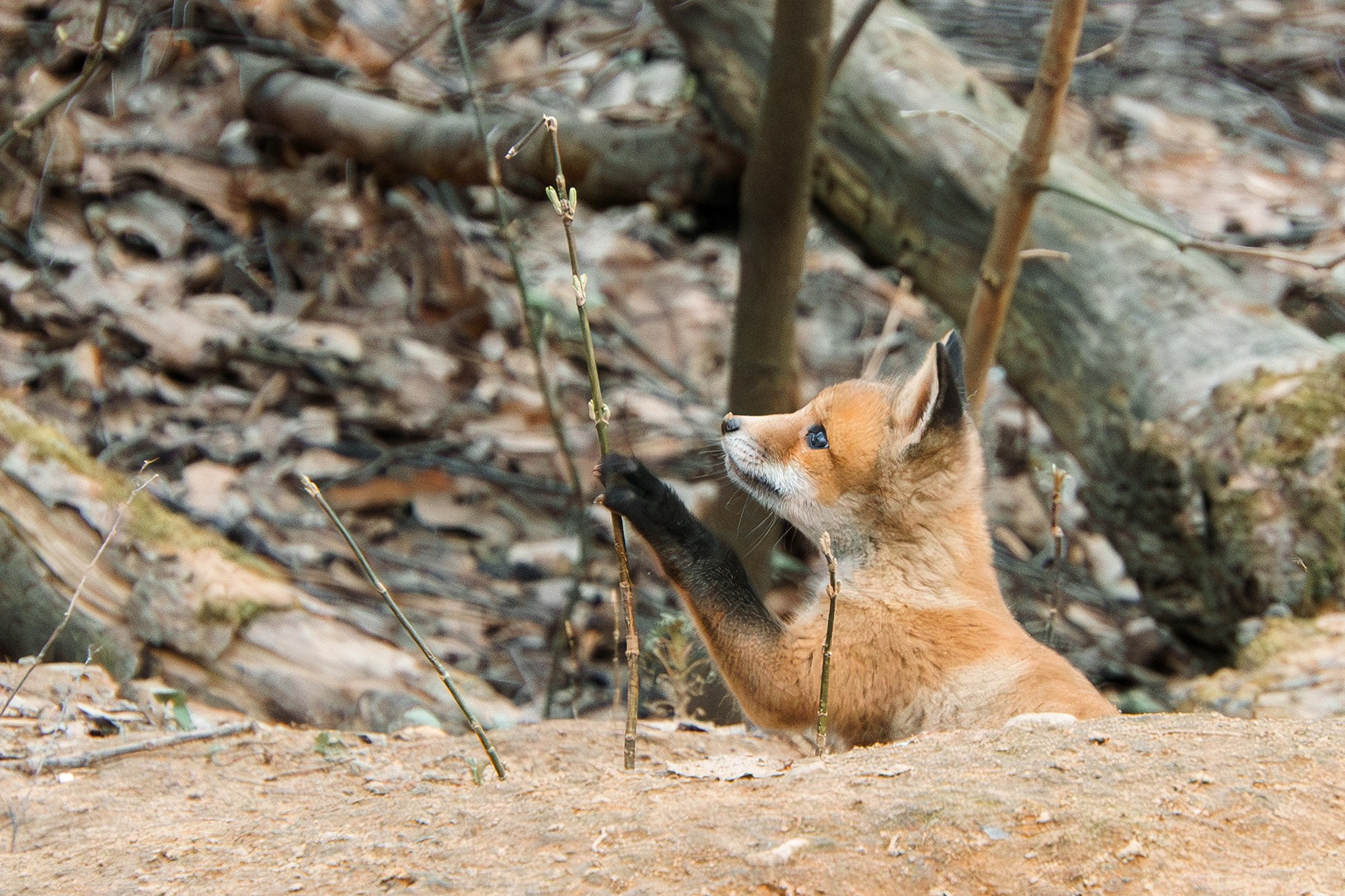 Животные. Ваш личный фотограф Марина Волкова