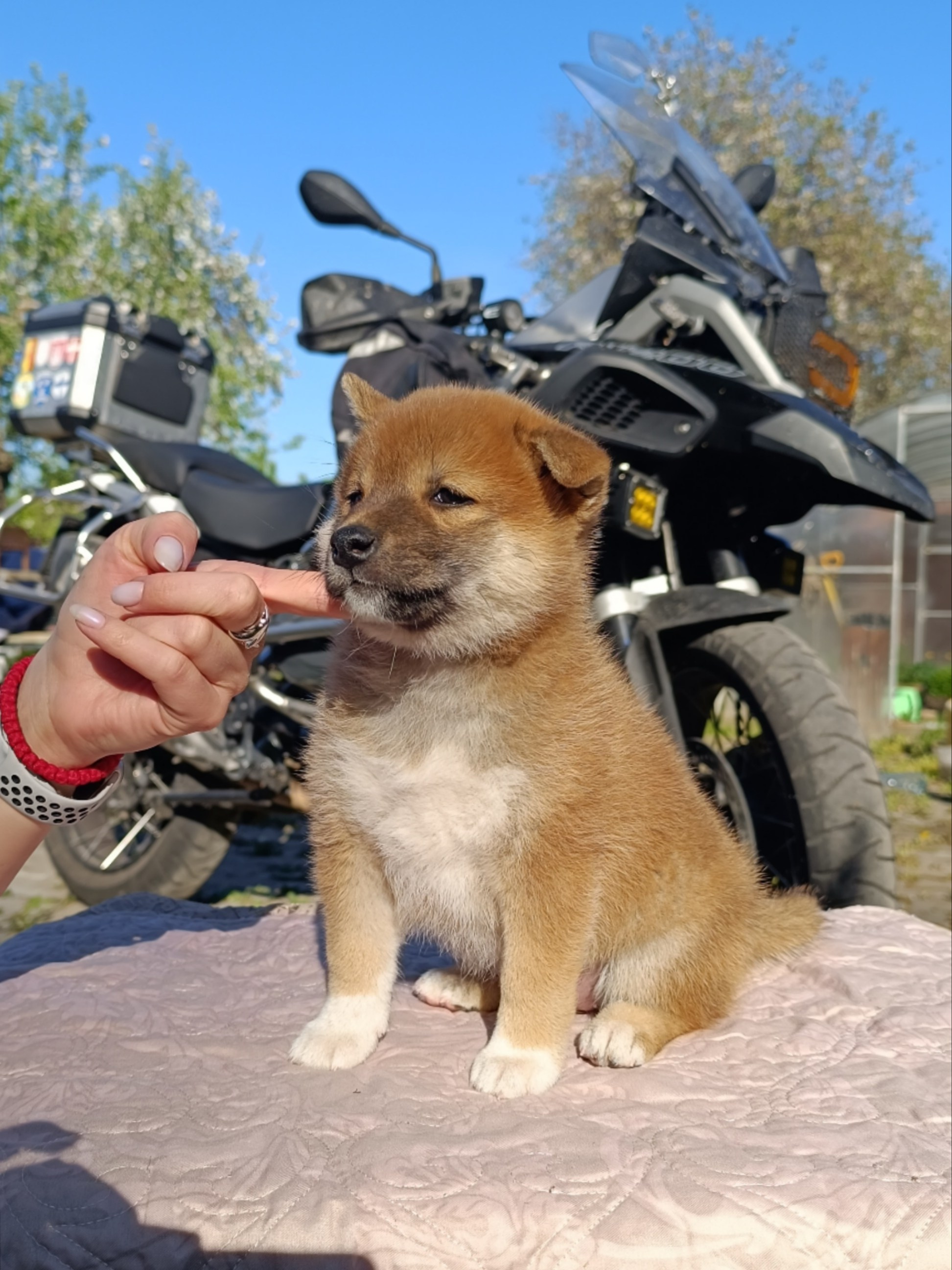 Сиба Rubylight Fumiko питомник Рубилайт