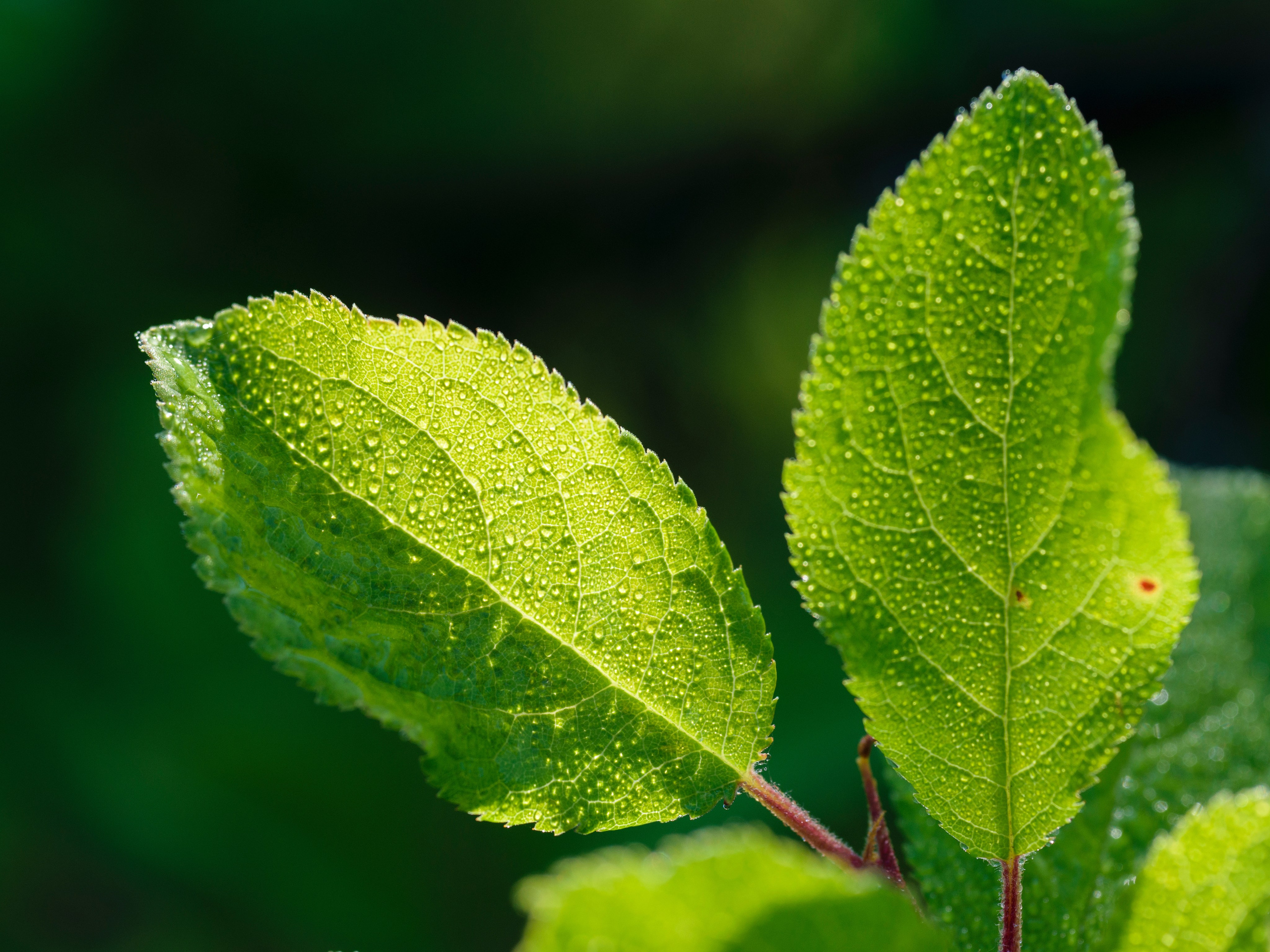Растения. Фотограф Вадим Хмурковский