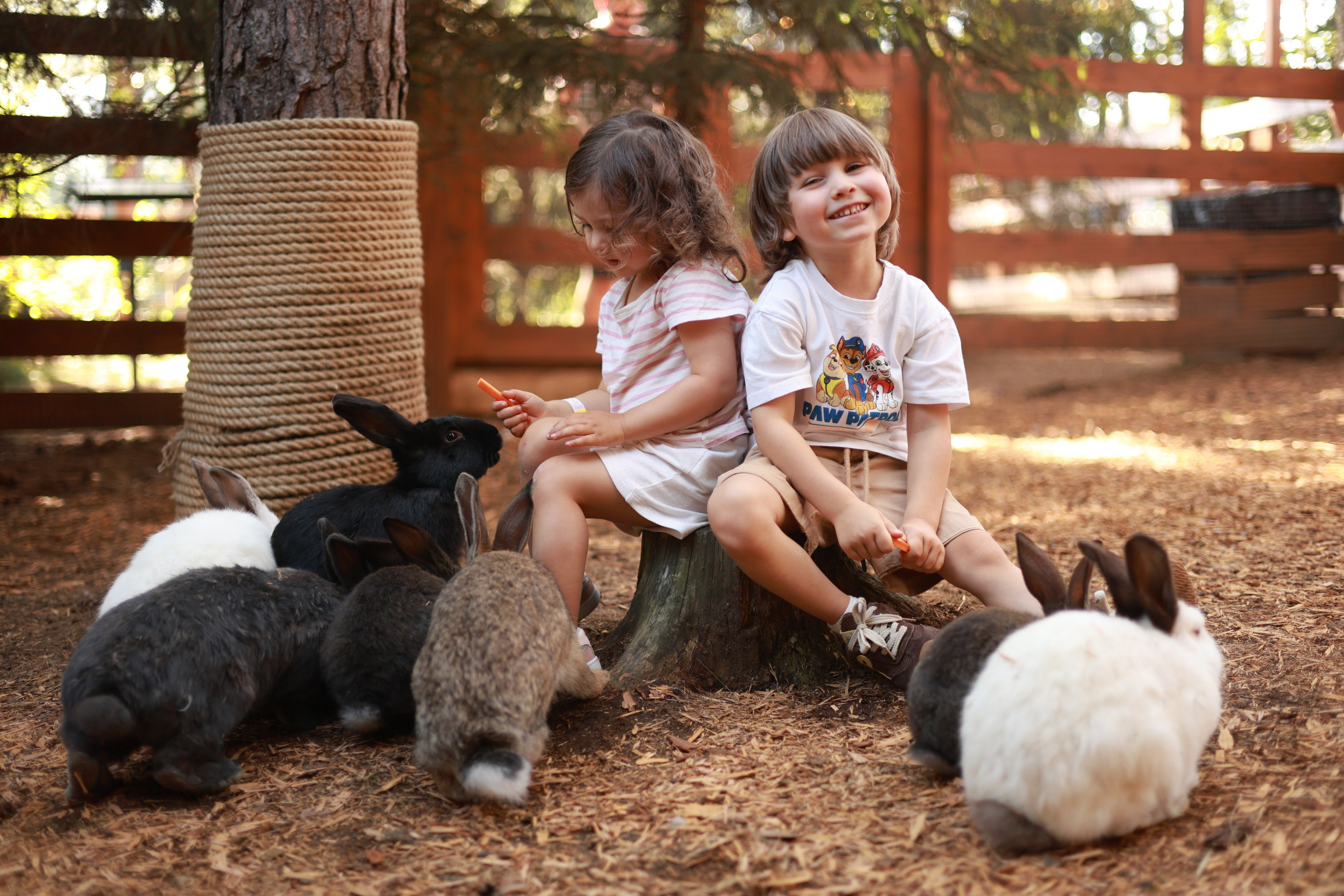 Парк альпак. Фотосервис курорта «Охта Парк­­­»