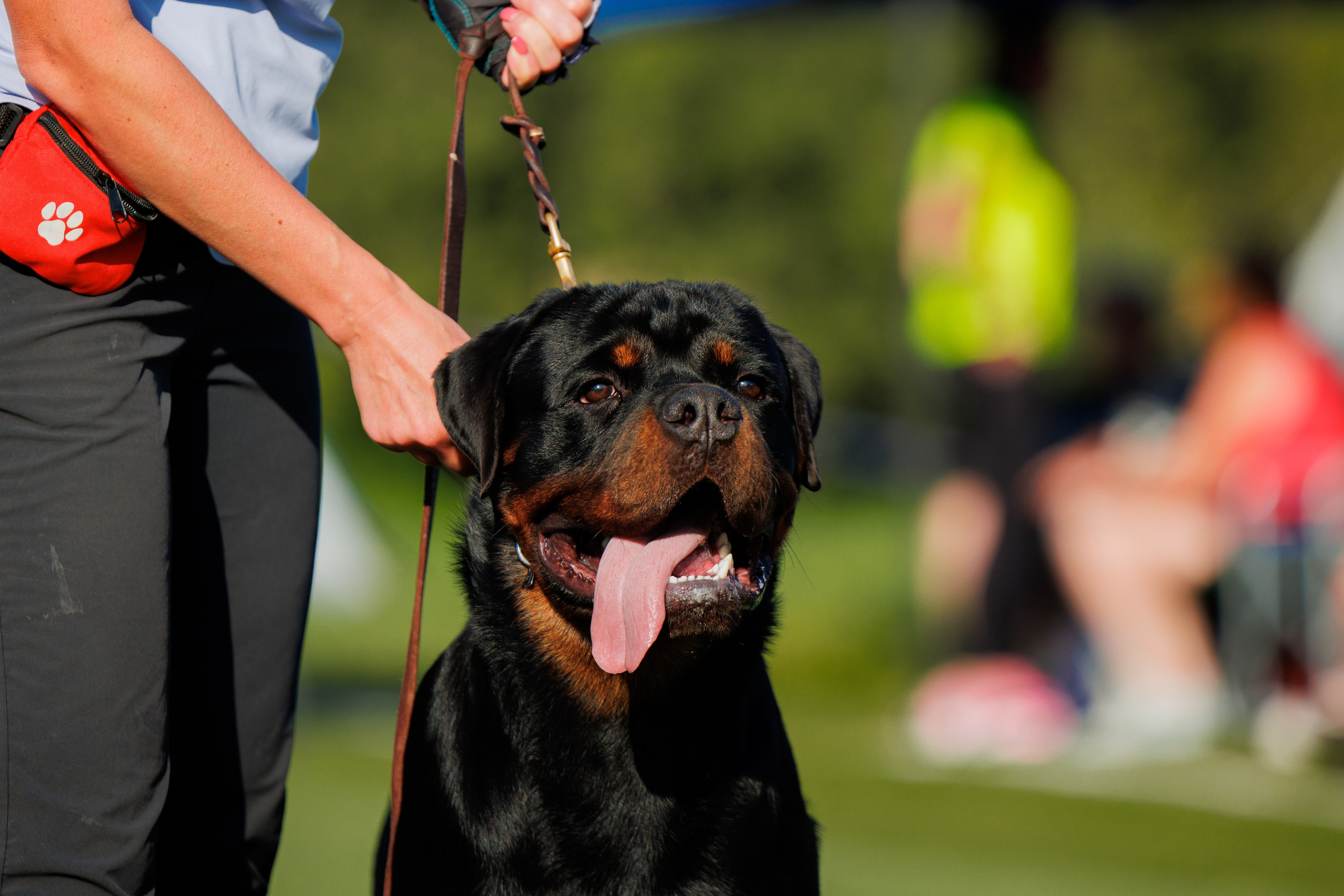 Анапа ротвейлеры 14-15.09.2024. Фотограф-анималист Юлия Германика
