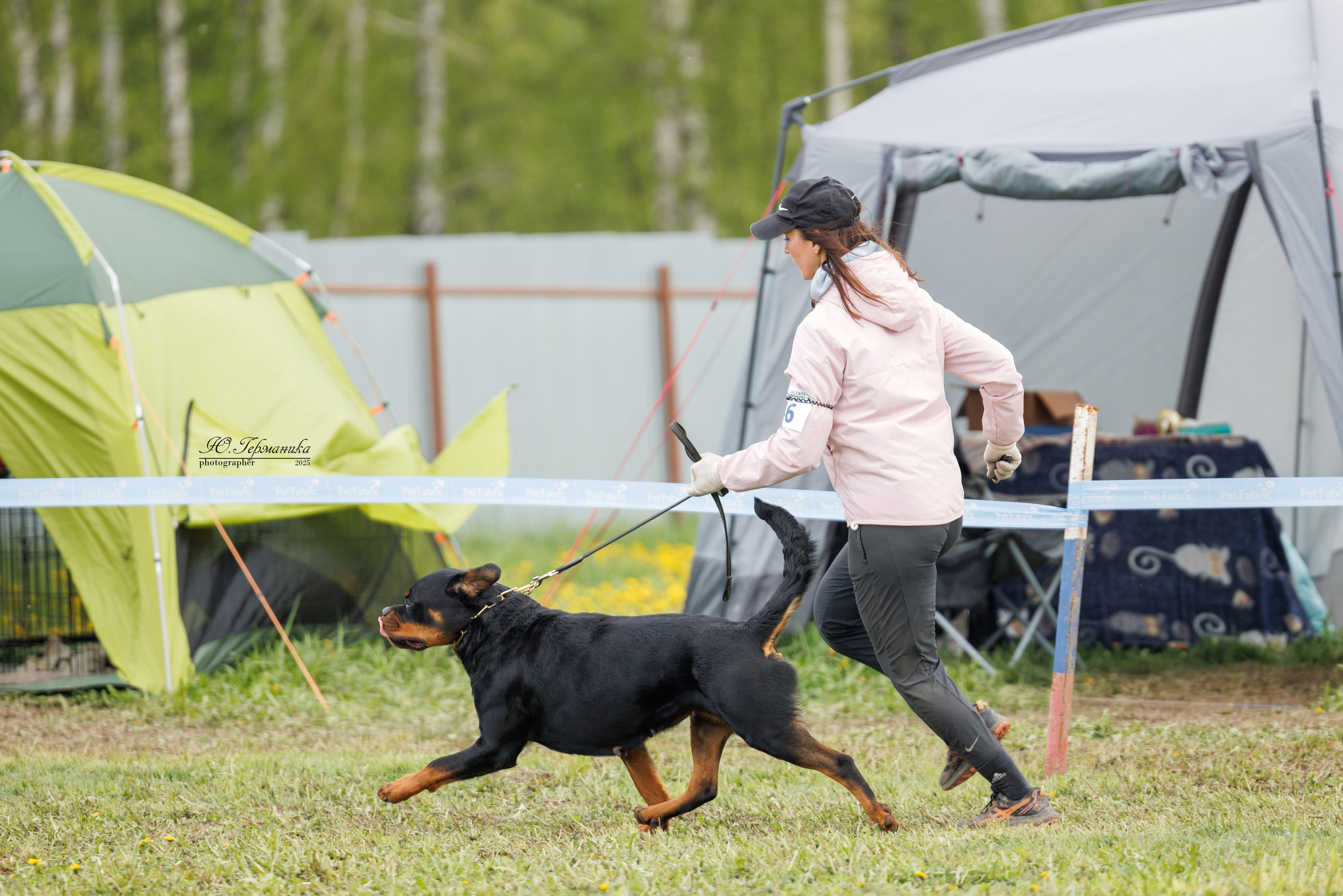 Нижний Новгород 2хмоно ротвейлеров 10-11.05.2025. Фотограф-анималист Юлия Германика