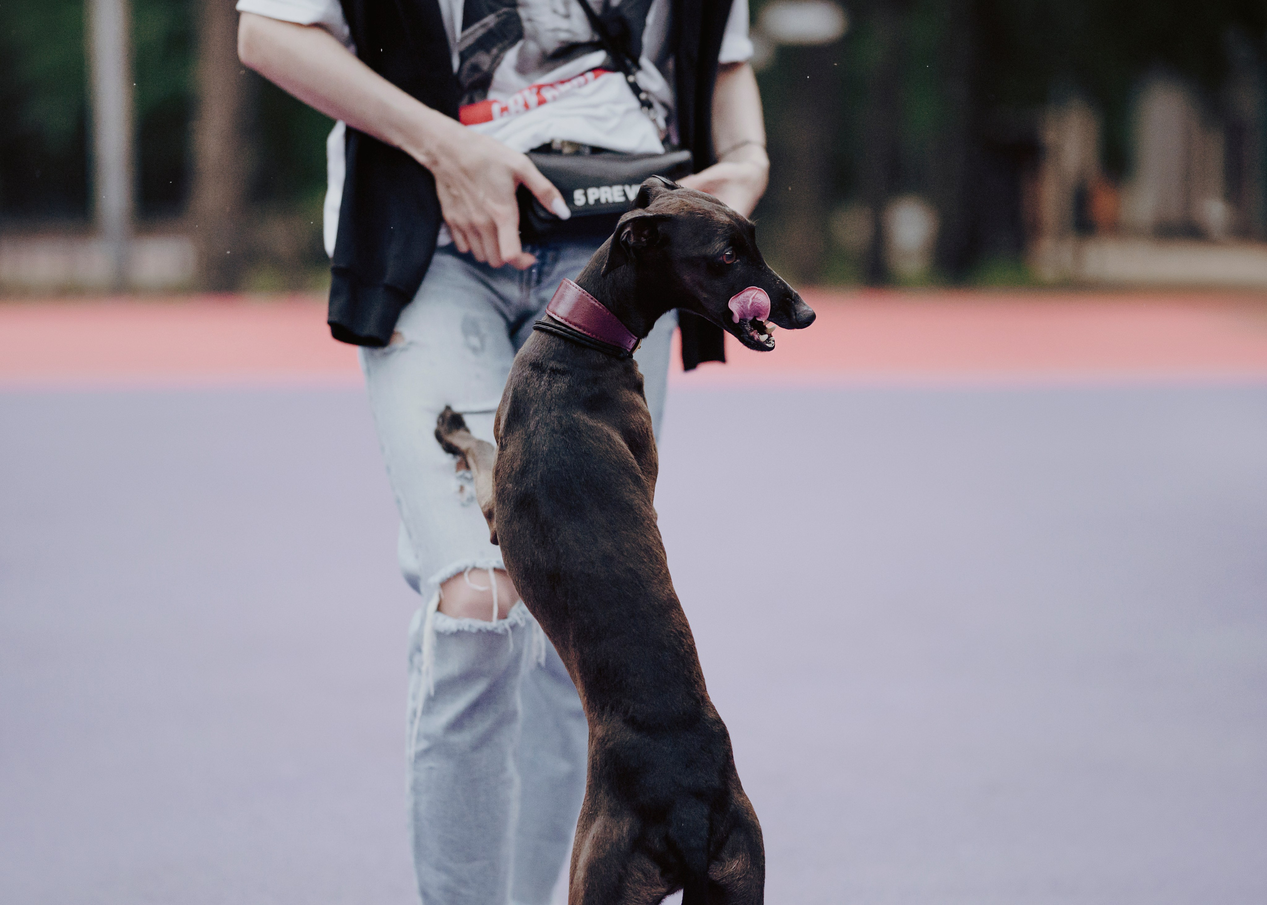 Дофи. Фотограф- анималист Александра Матвеева