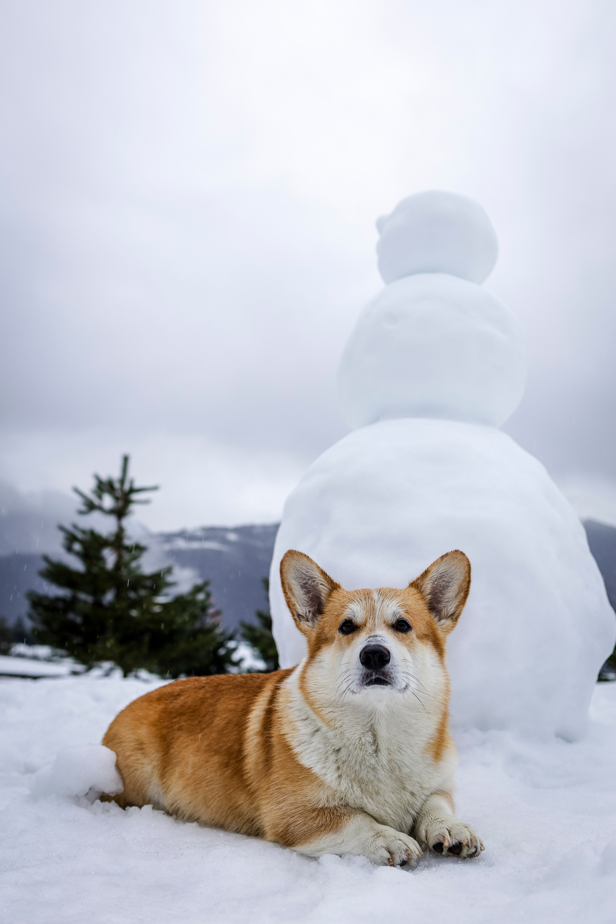 Гай, Корги-Пемброк. Ирина Голомб|Фотограф-анималист в  Сочи и Калининграде