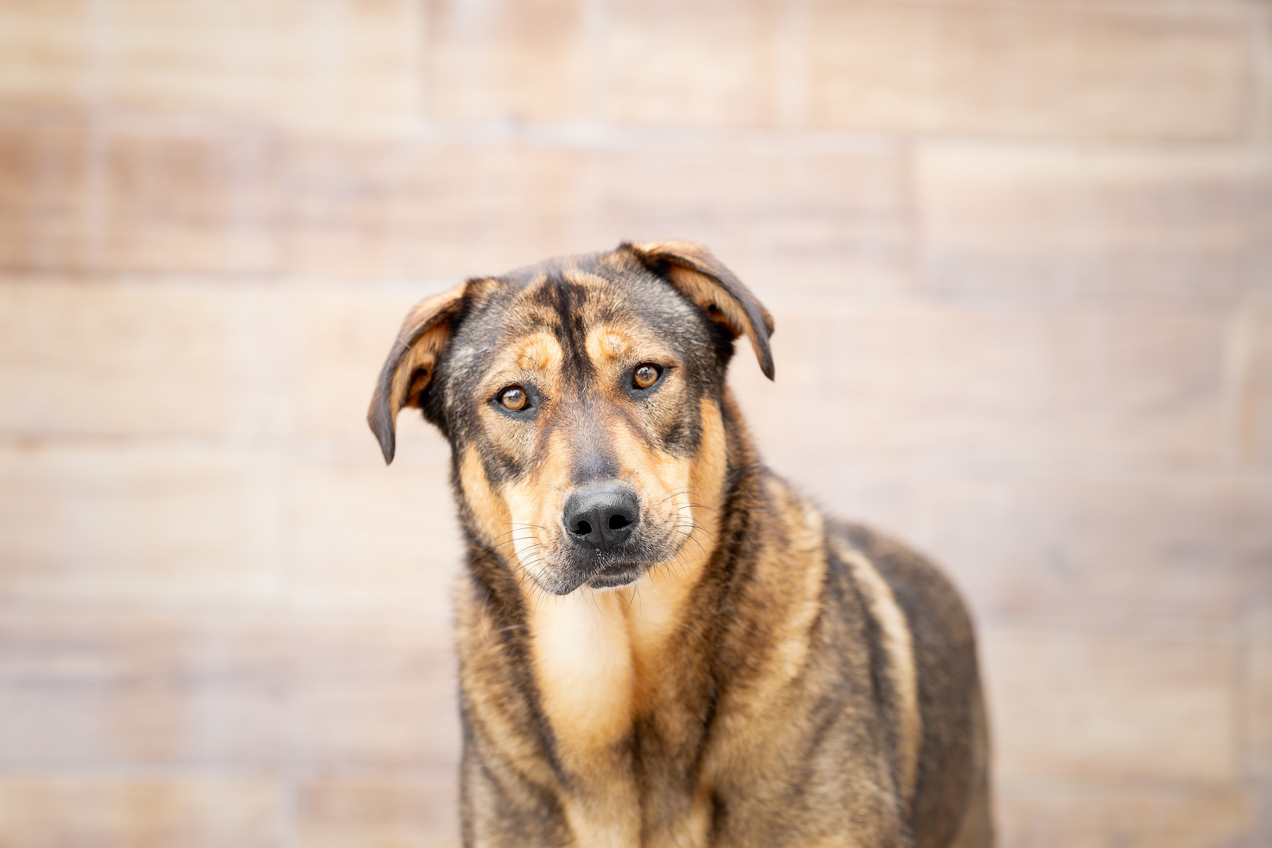 Мини-приют «Возрождение». Ирина Голомб|Фотограф-анималист в  Сочи и Калининграде
