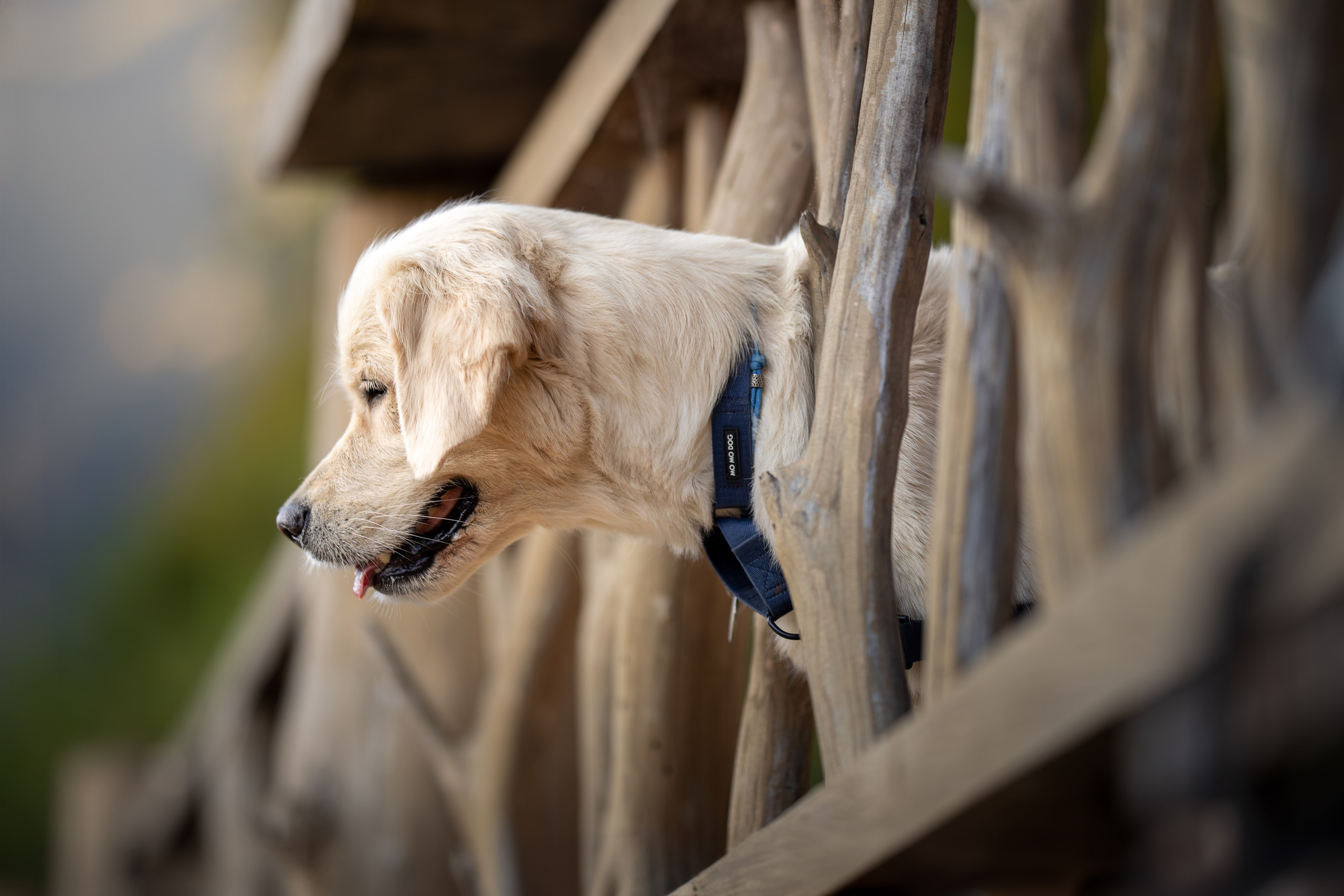Асти, Делфи и Фреска, Голден Ретриверы. Ирина Голомб|Фотограф-анималист в  Сочи и Калининграде