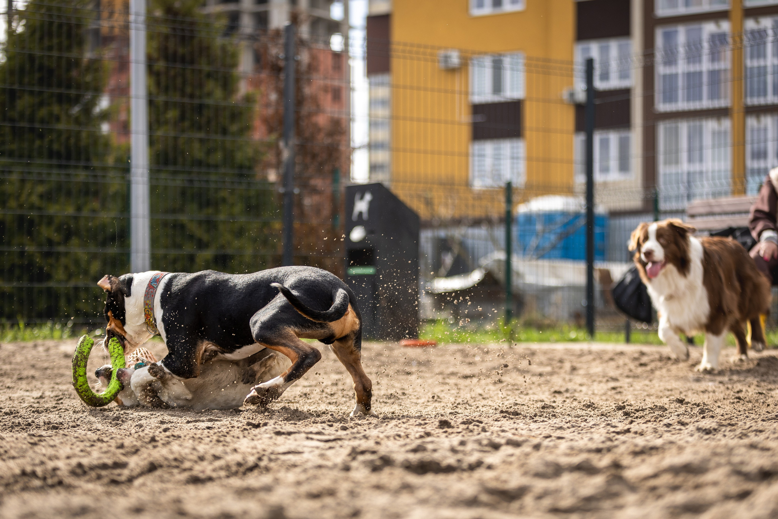 Догтуса 24.03.2024. Ирина Голомб|Фотограф-анималист в  Сочи и Калининграде