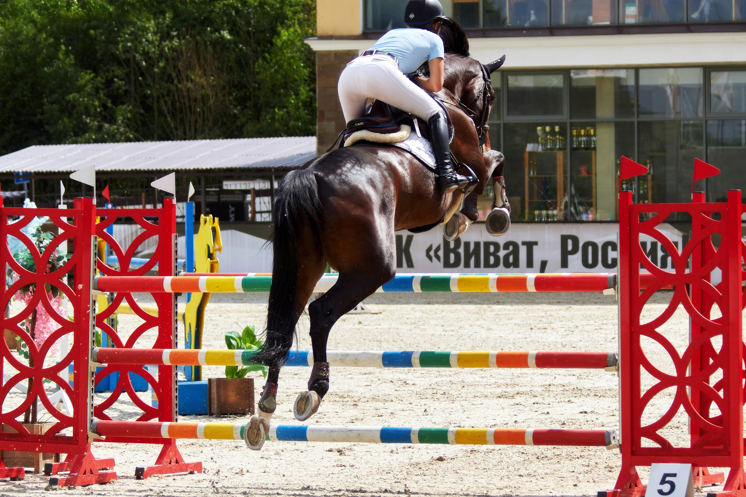 Конкур в «Виват, Россия». Фотограф анималист — Тула, Москва