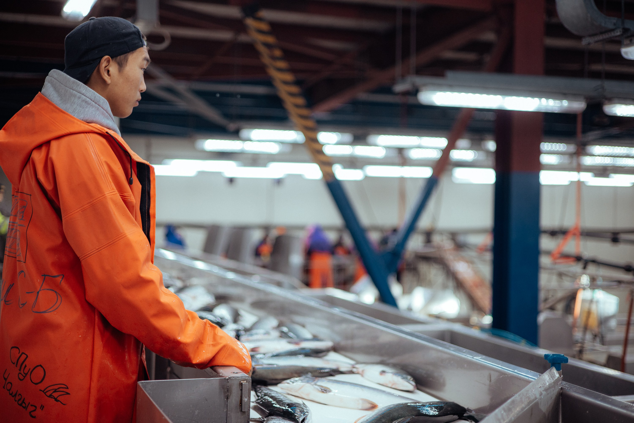 Ооо «лойд-фиш» | камчатка-2025