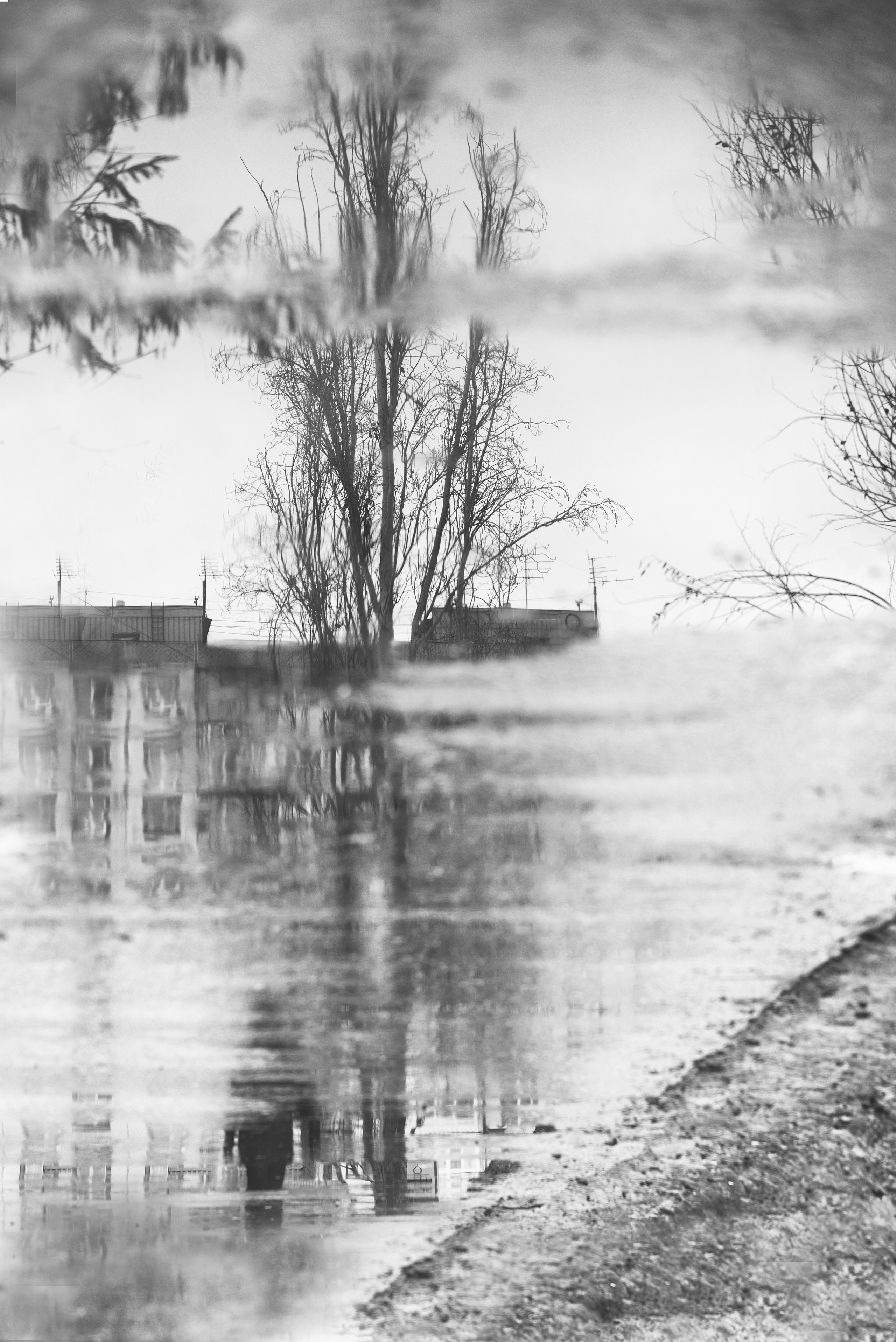 Мини-выставка «Дерево». Фотообъединение Самарского областного отделения Союза журналистов России