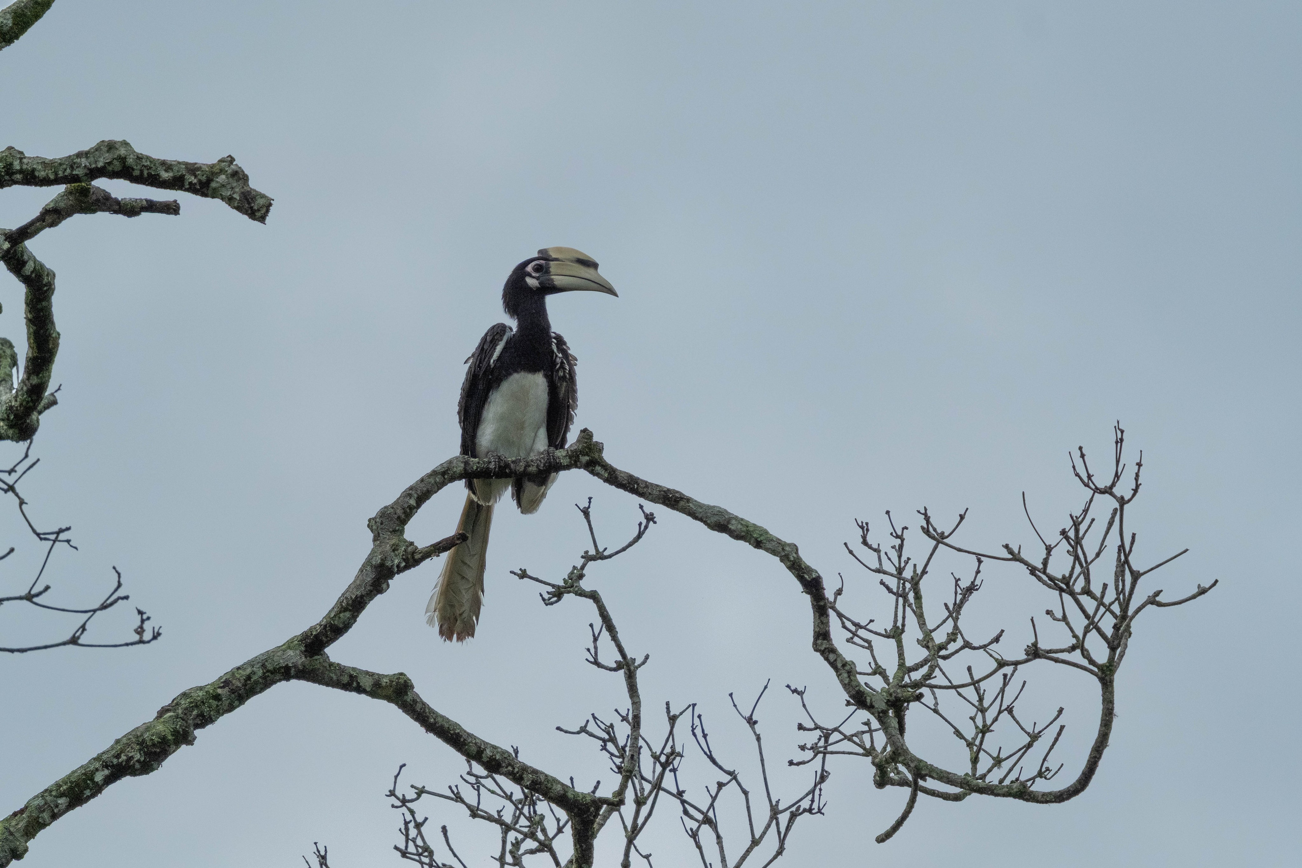 О. Борнео, г. Сандакан. В мире животных. Фотографии из путешествий