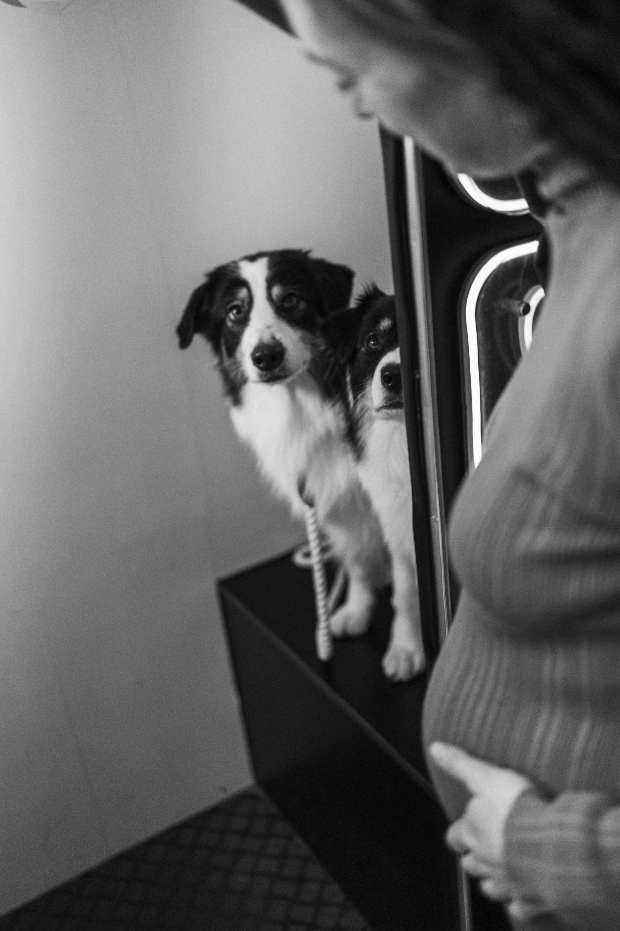 Катя и ее девочки. Фотограф — Анималист | Санкт-Петербург