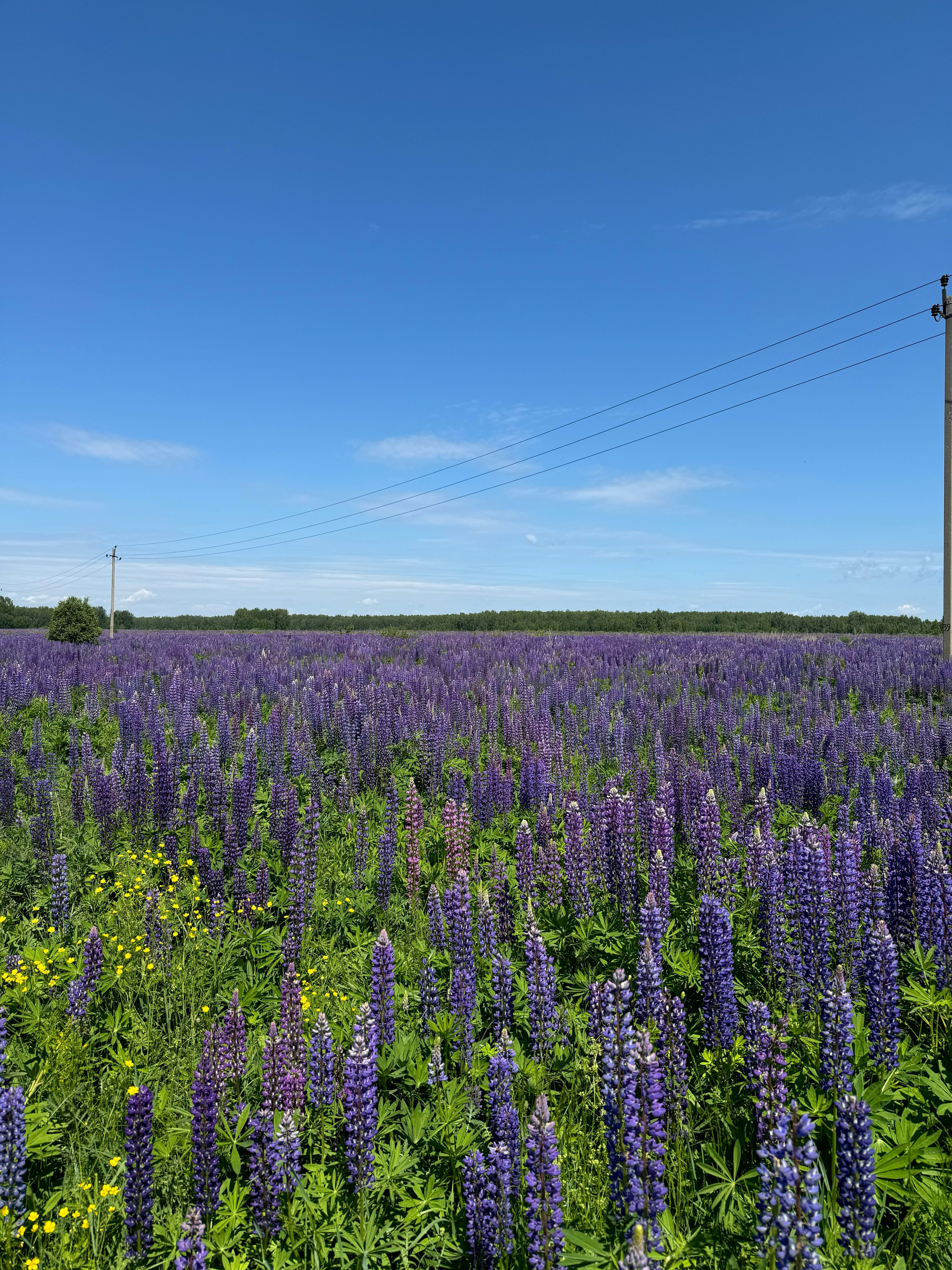 Море люпинов