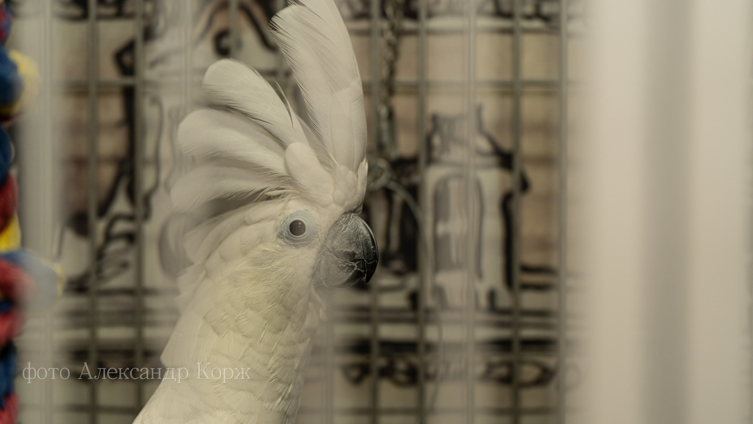 Животные. Фотографии и видеосъемка, Айхал, Удачный, Якутия. Фотографии Айхал