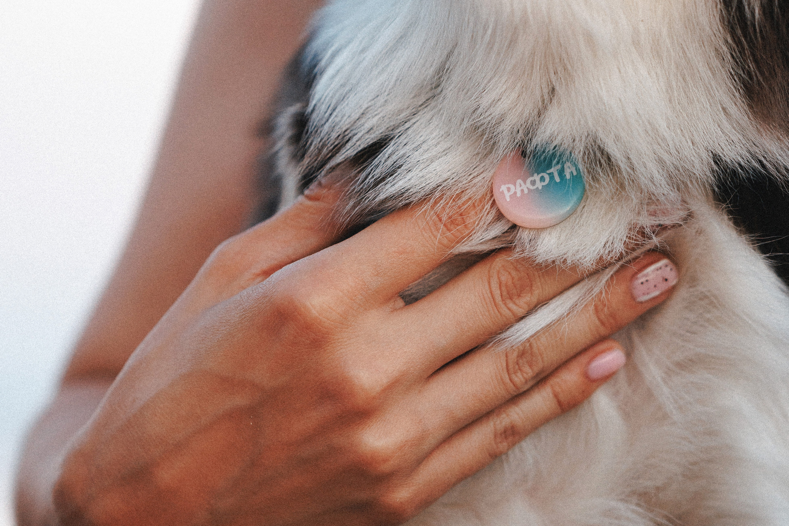 Рита, Маша и много собак. Фотограф анималист Осипчикова Мария