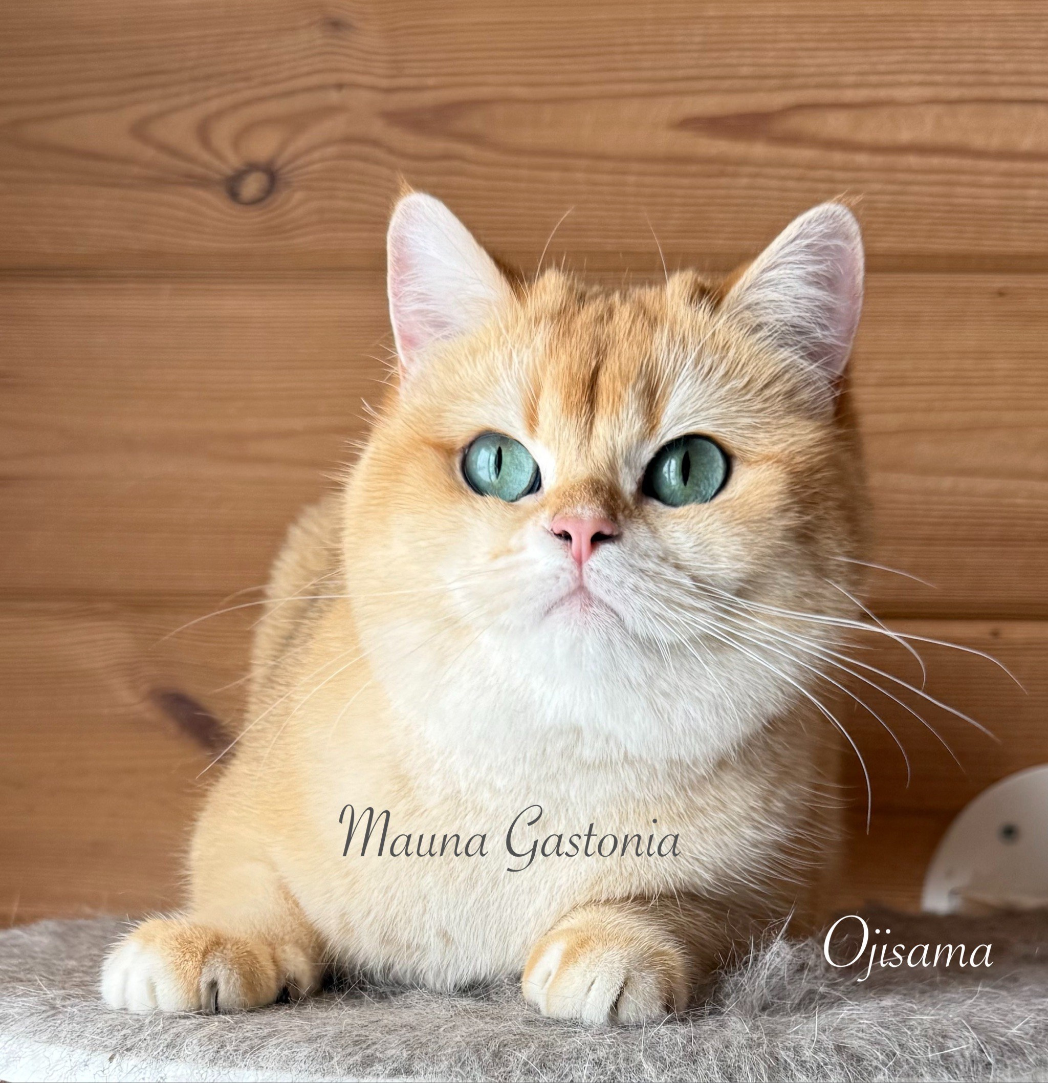 Ojisama. Mauna Gastonia