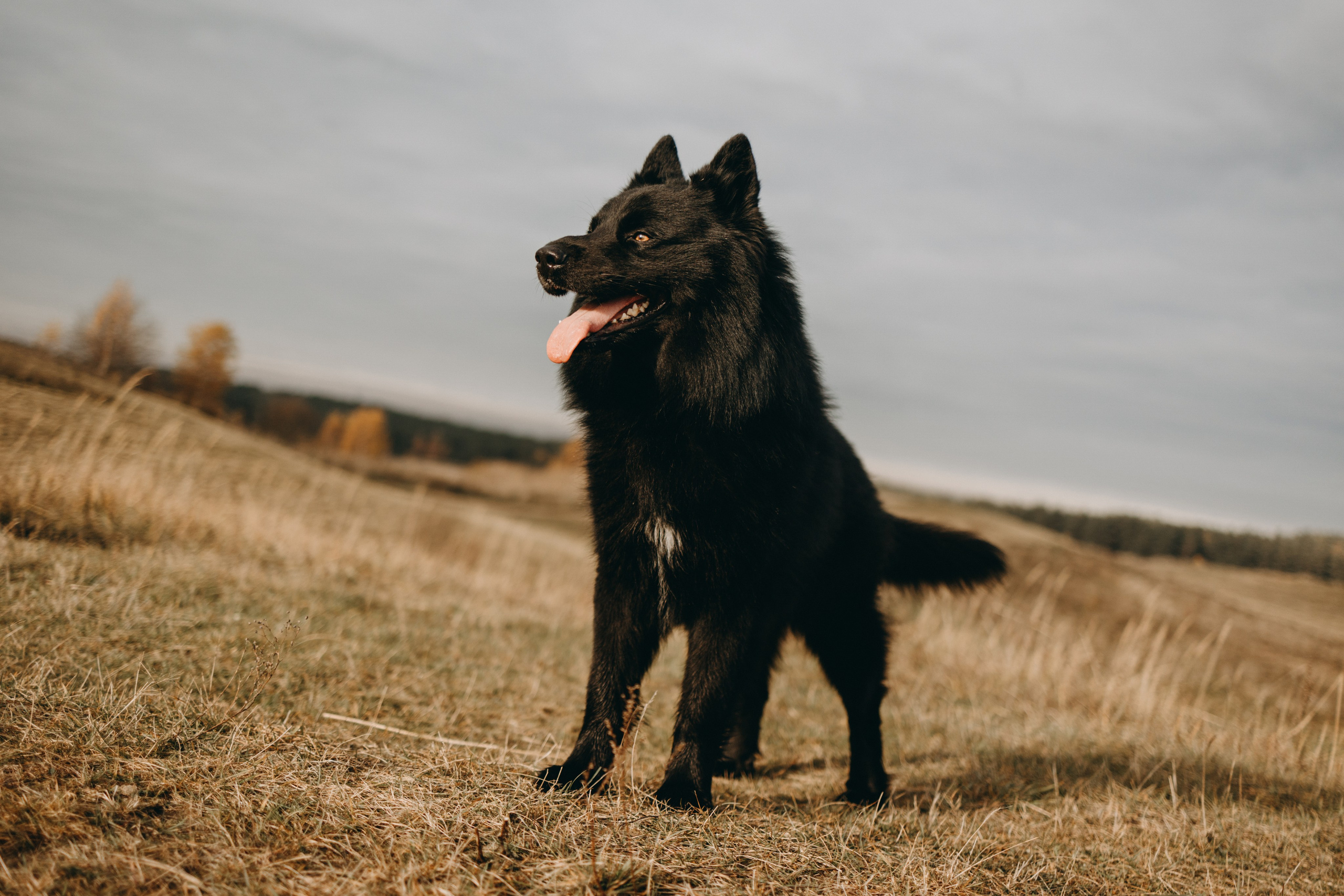 Лора и Джанго. Фотограф — Анималист | Санкт-Петербург
