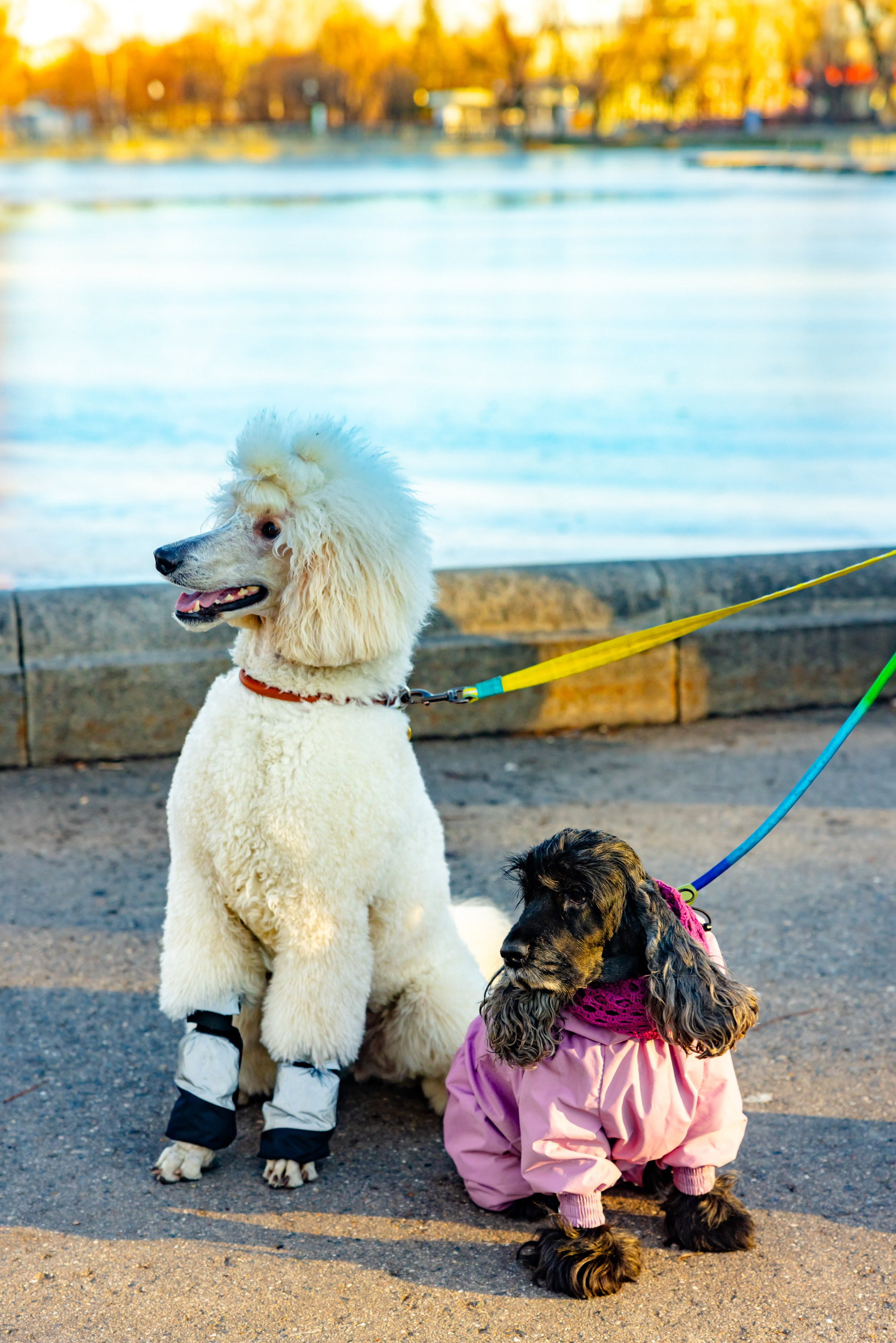 Клуб грумеров (прогулка и семинары). Виктория Зудина — фотограф в Москве