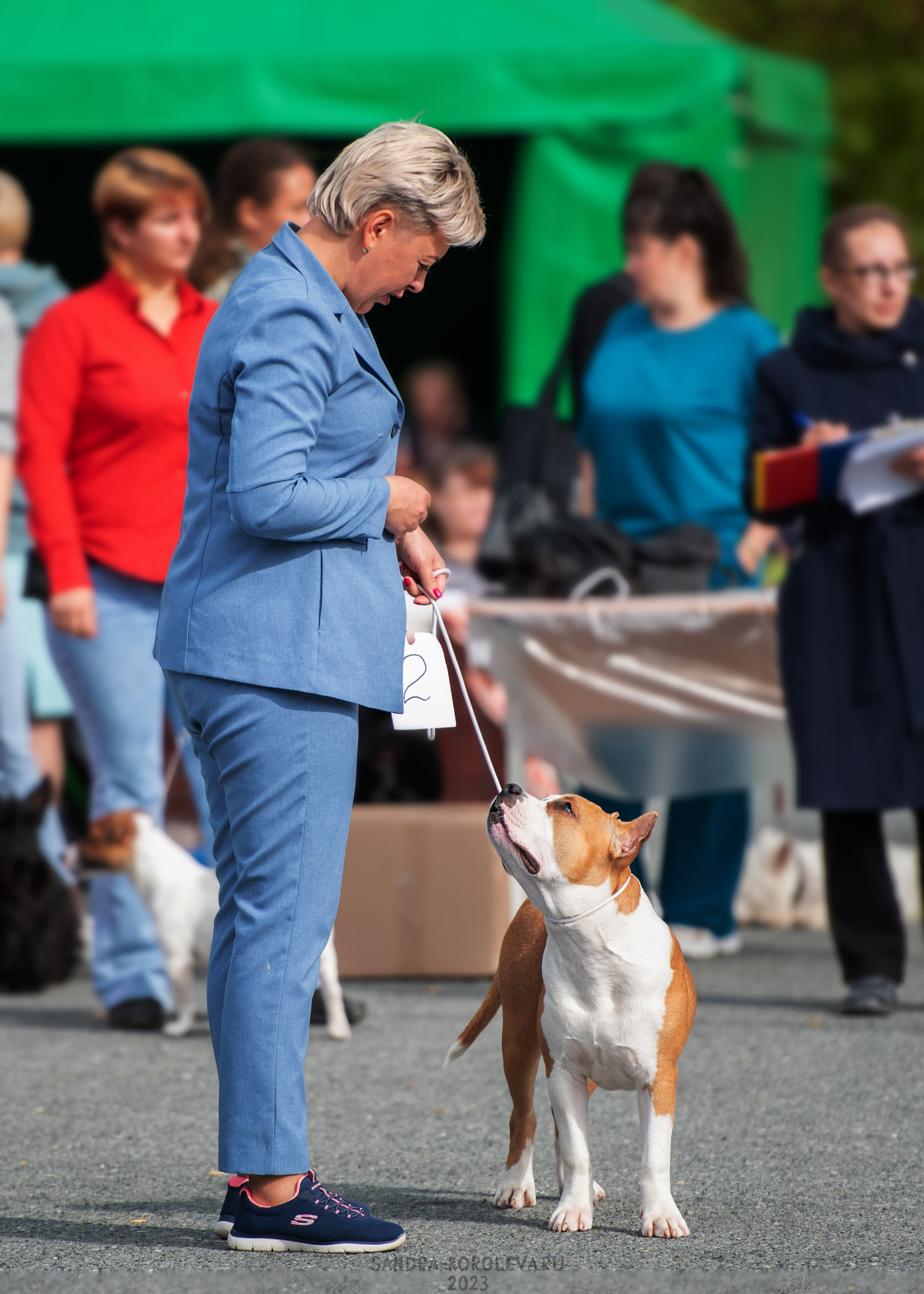 Выставка собак Тюмень 02.09.2023. Дог-фотограф в Тюмени Александра Королева