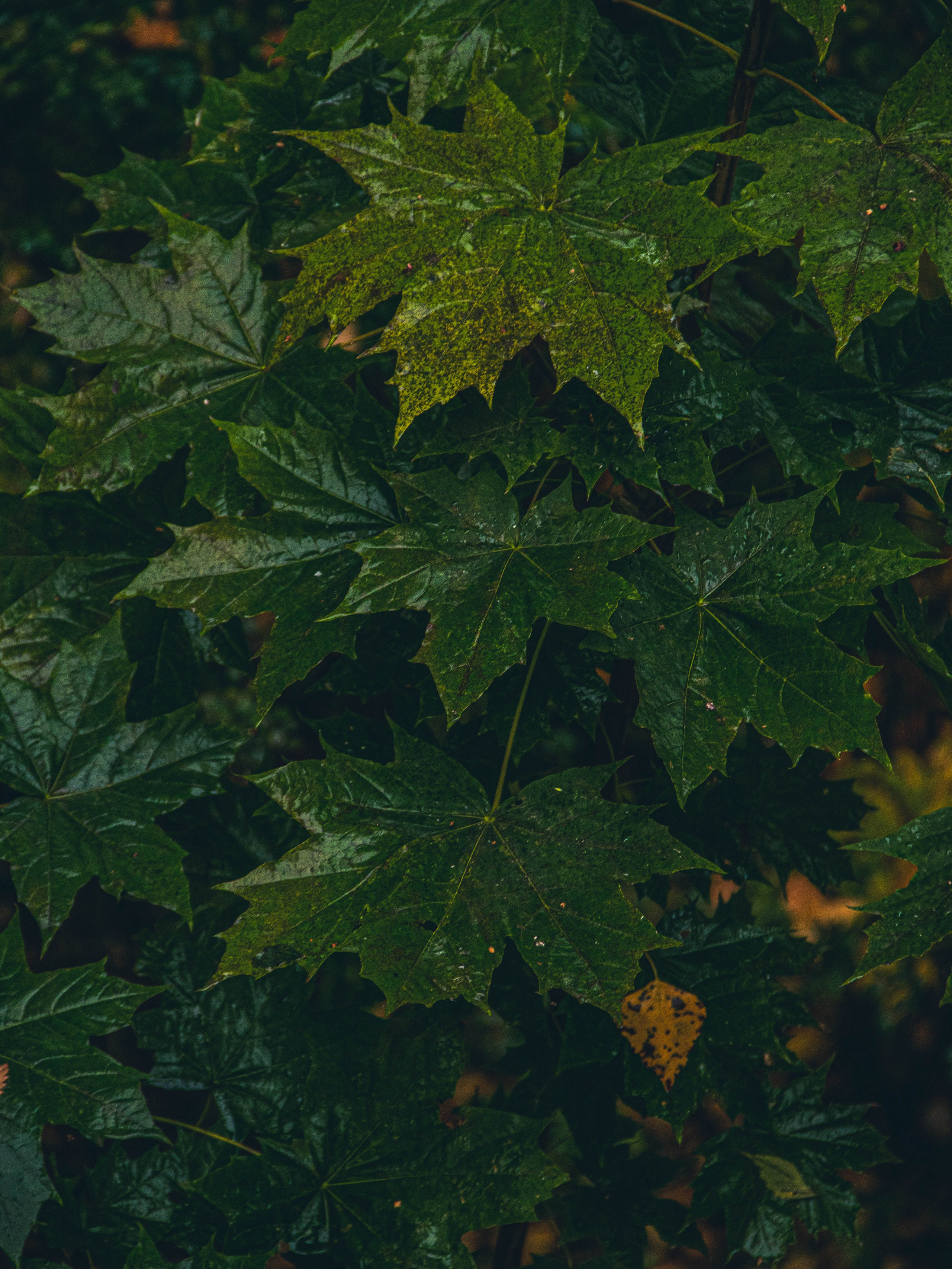 Село Петрилово (28.09.24). «Матрица»