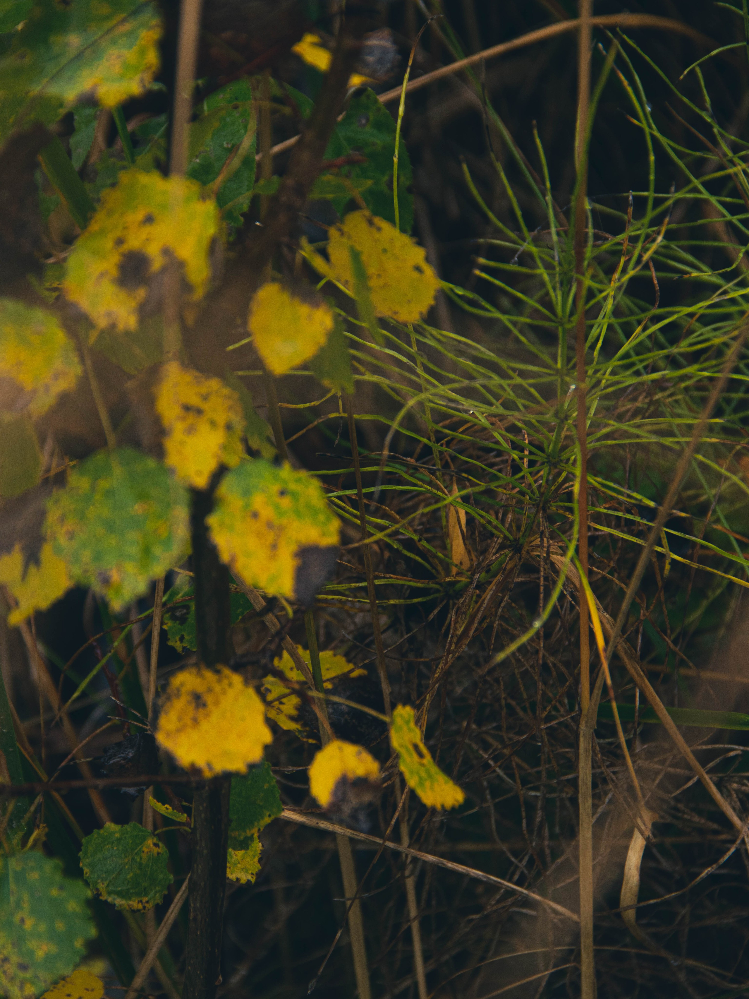 Село Петрилово (28.09.24). «Матрица»