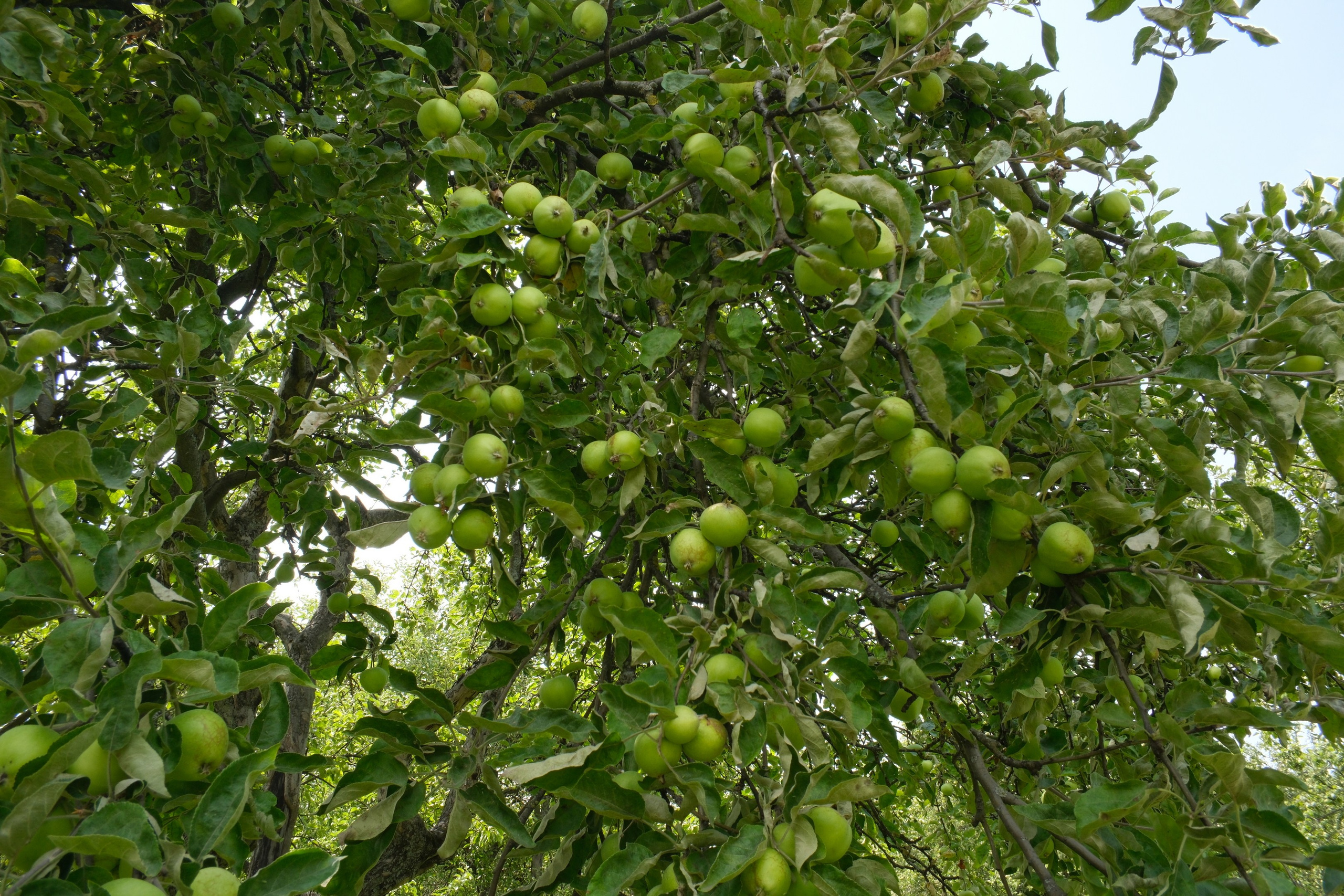 В Коломенском 07.07.2025. Улица, люди, жизнь…