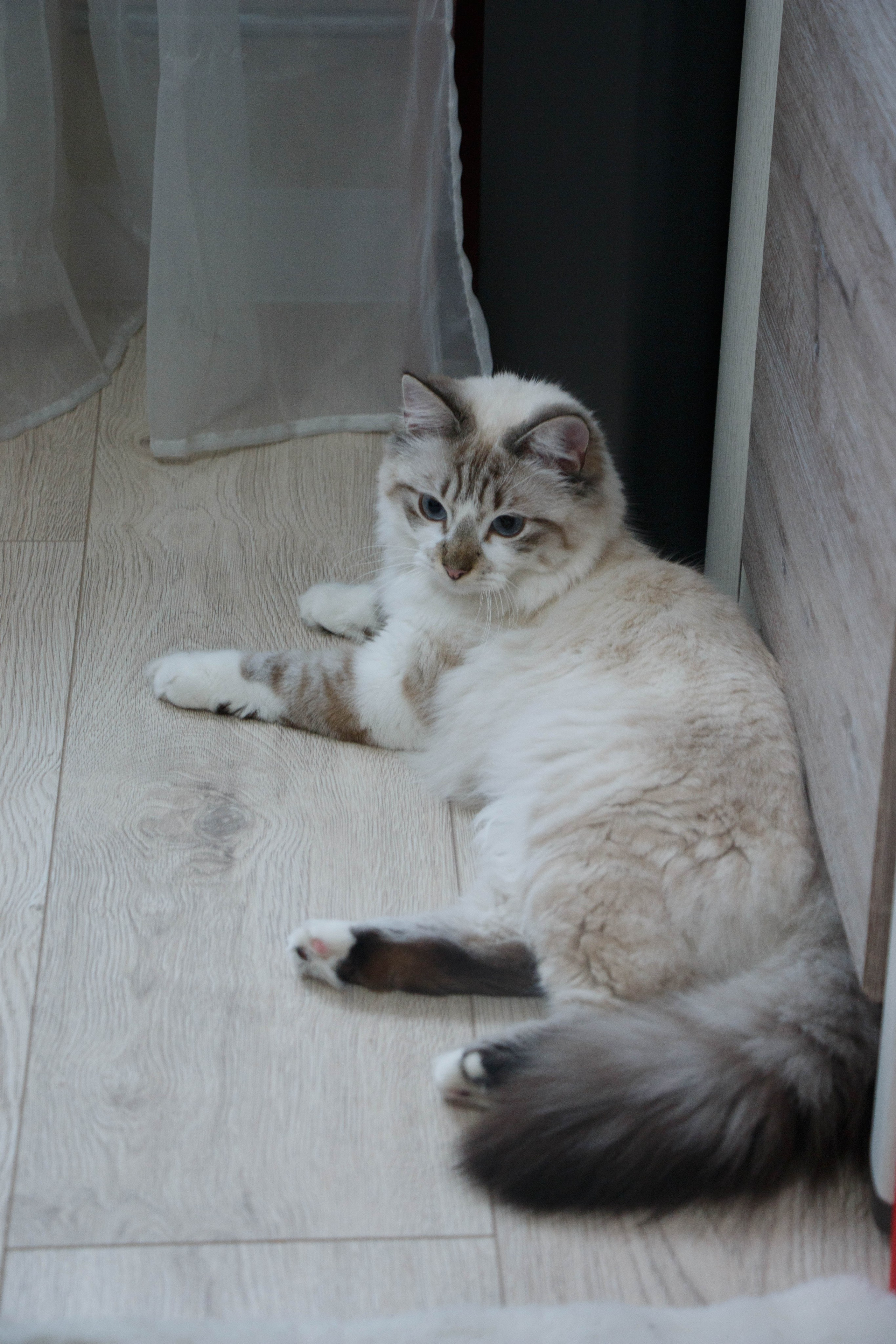 Kristina & Miya. Бережно сохраняю ваши чувства и истории на своих фотографиях