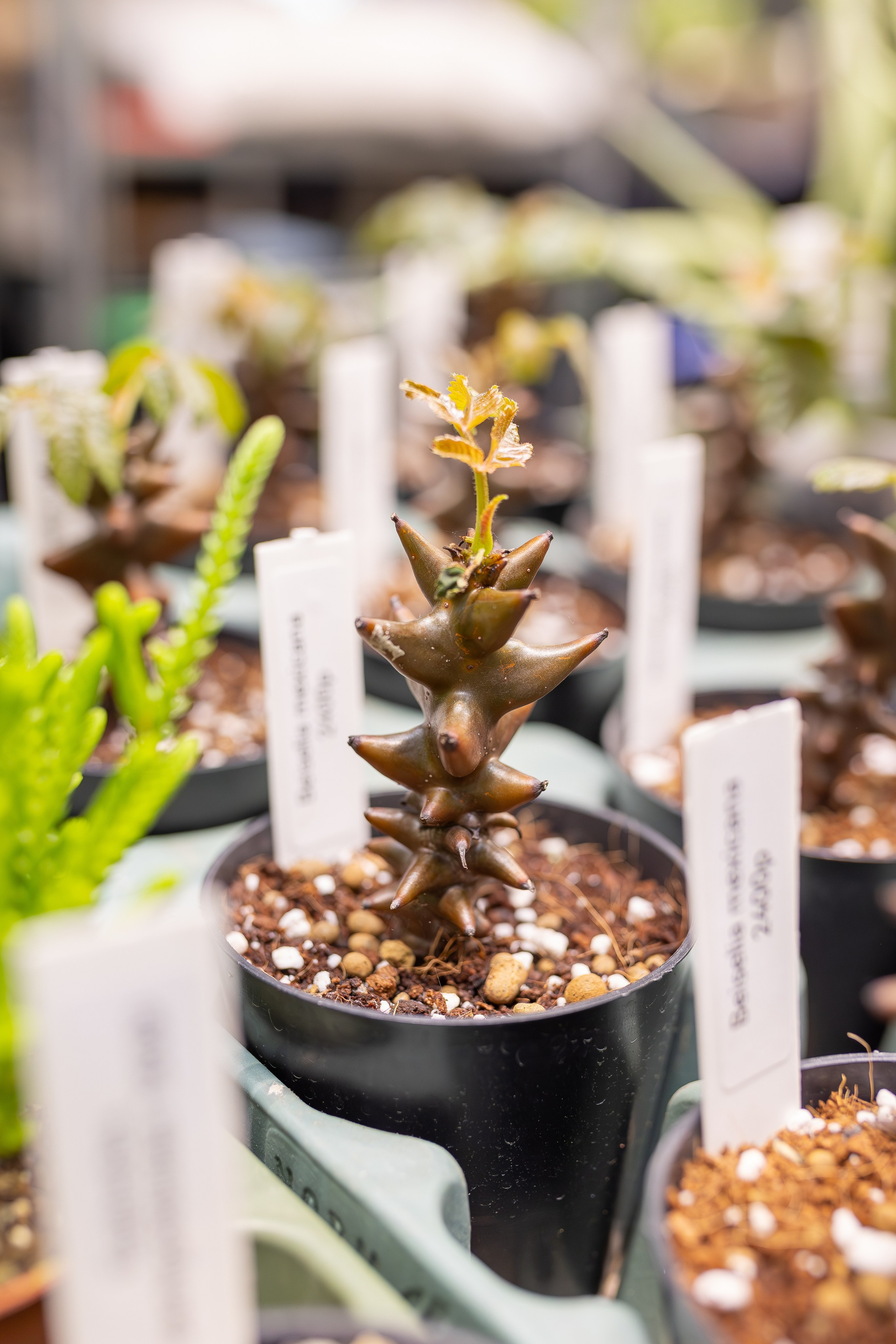 Монстериум апрель 2026. Александра Куликова фотограф, Москва