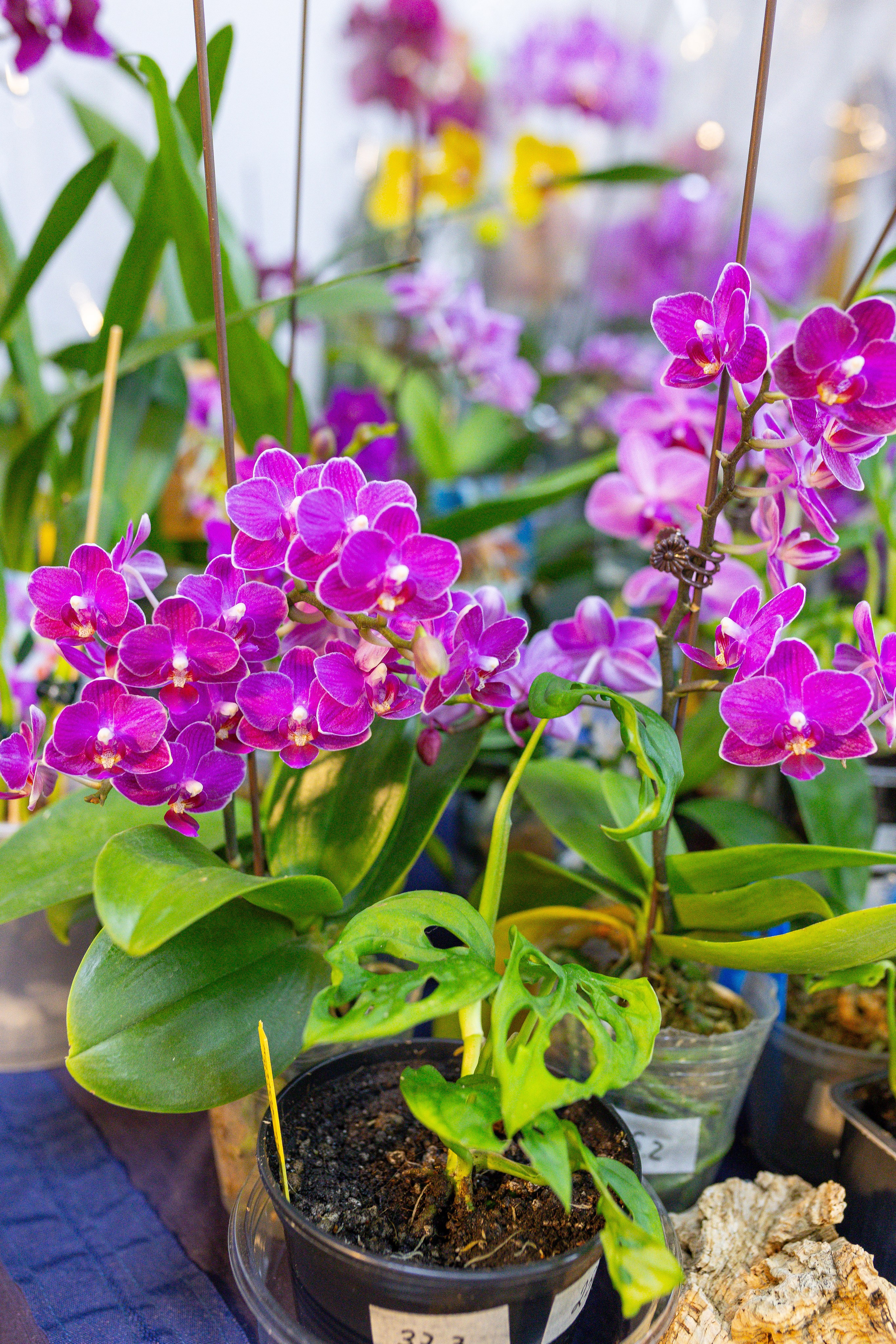 Орхидиум 12.2025. Александра Куликова фотограф, Москва