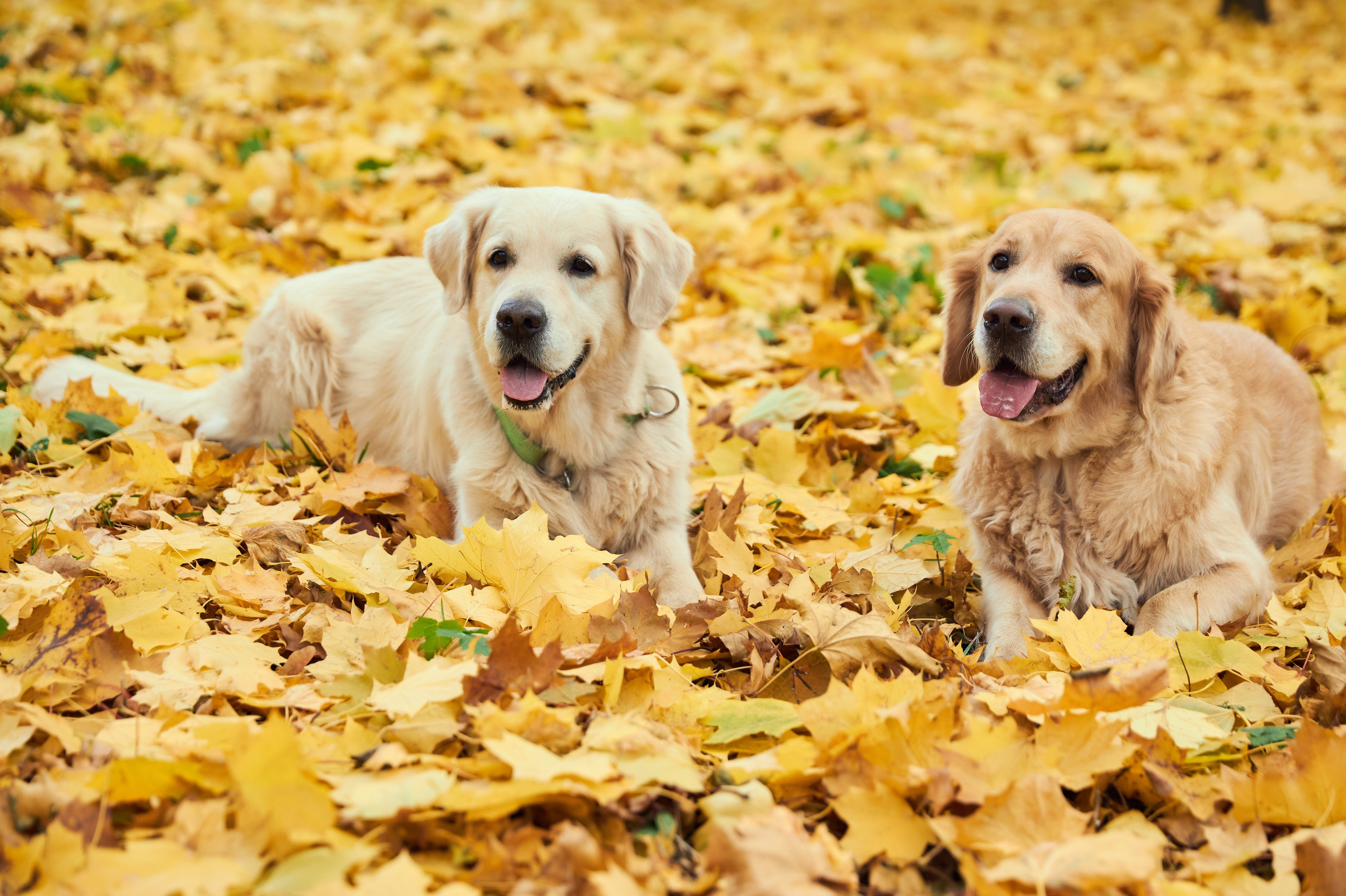 20. Фотограф Недорез Александр в Москве. Репортаж на ваших мероприятиях