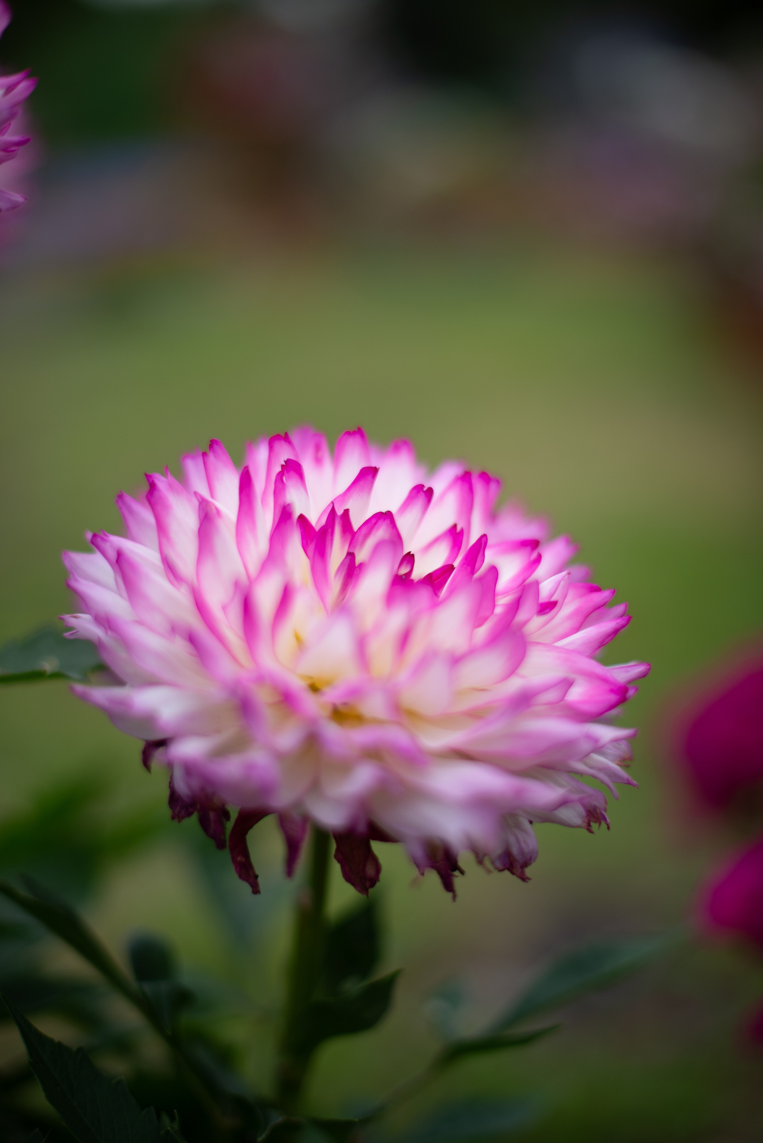 Цветы сада МГУ. Victoria Radjevna Репортажный Фотограф — Видеограф Москва • Санкт-Петербург