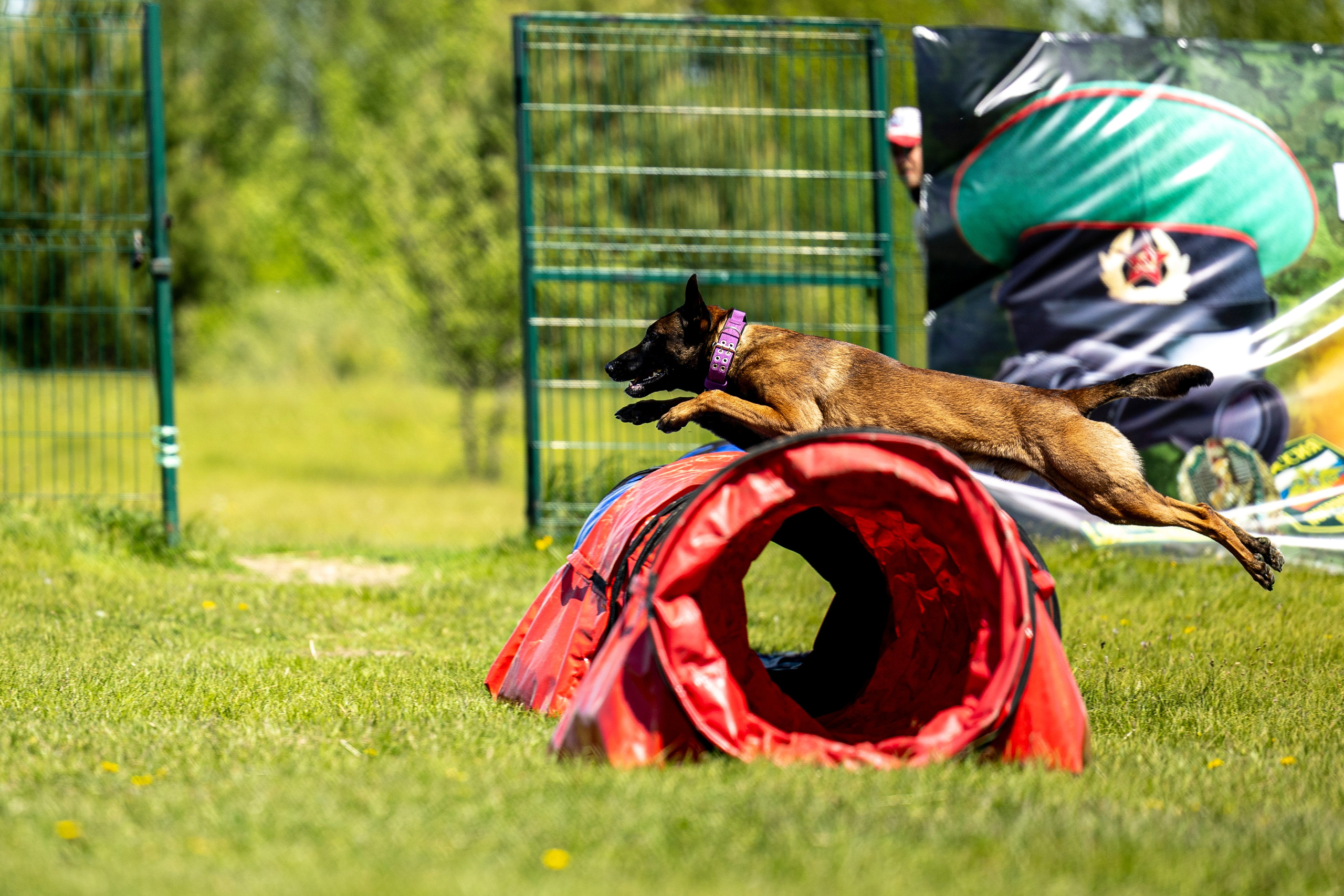 Испытания по мондьорингу в Нижнем Новгороде. Фотограф-анималист Анна Маринич