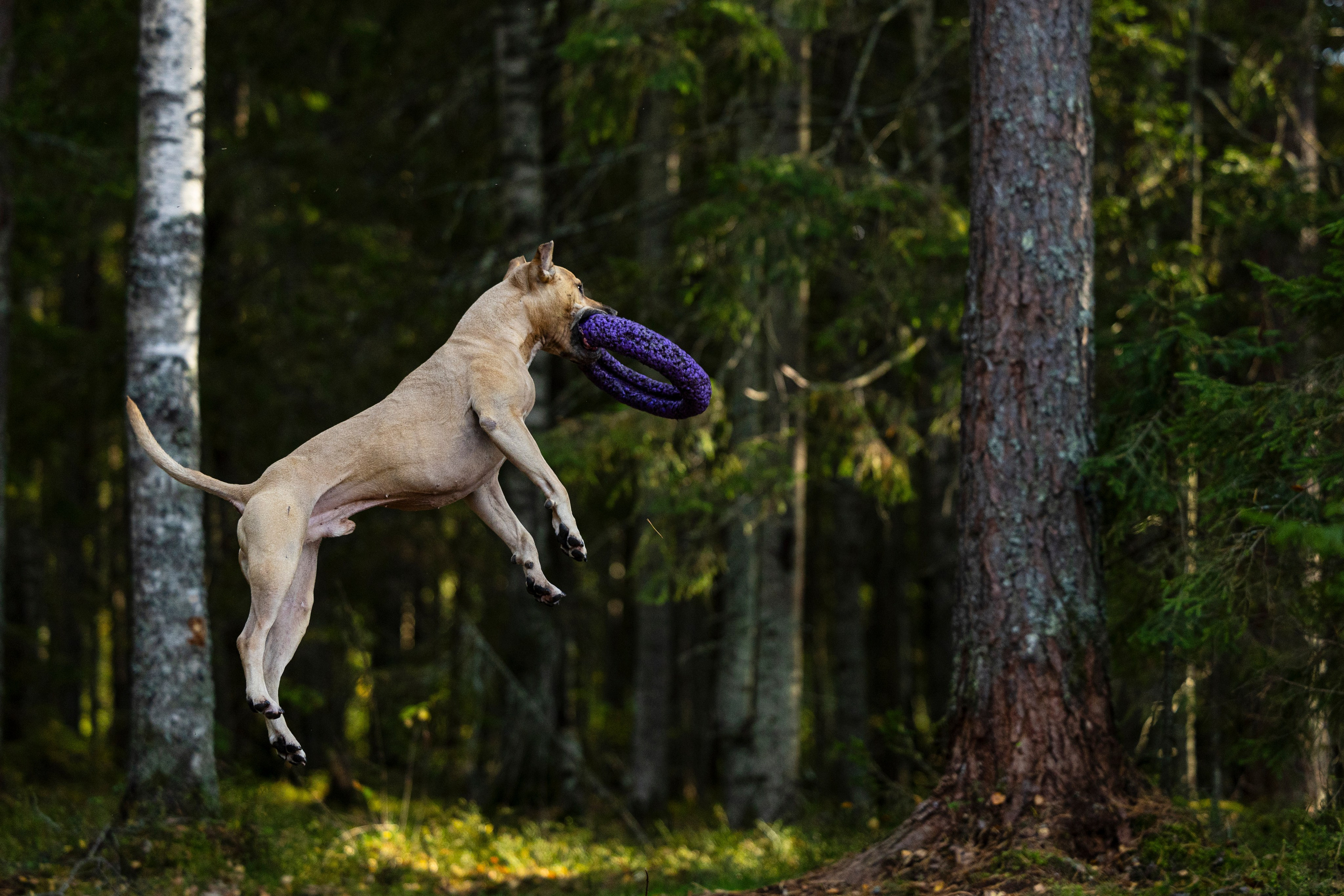Фобос. Фотограф-анималист Анна Маринич