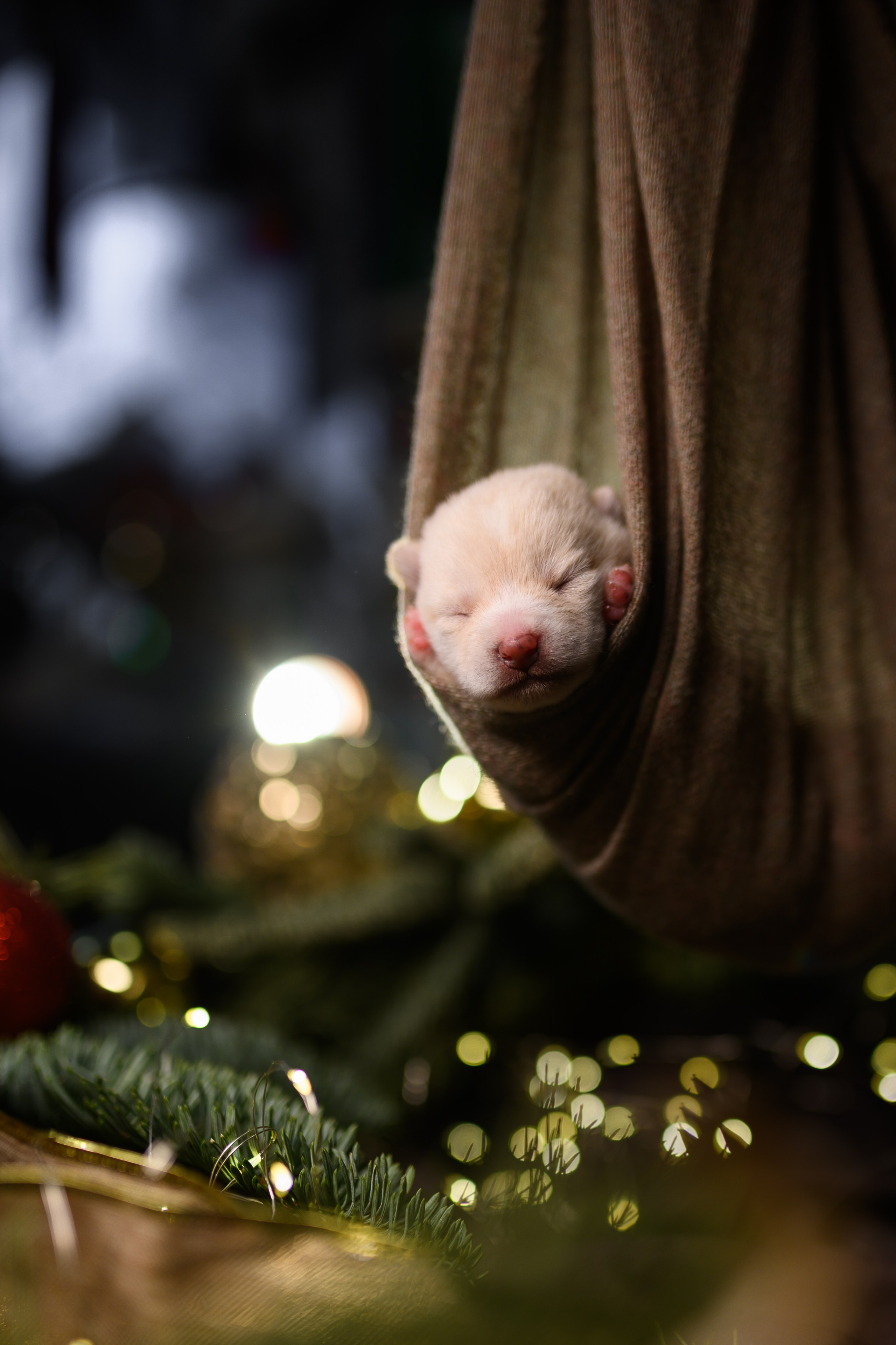 Мамесиба. Фотограф анималист в Москве Ольга Агушева