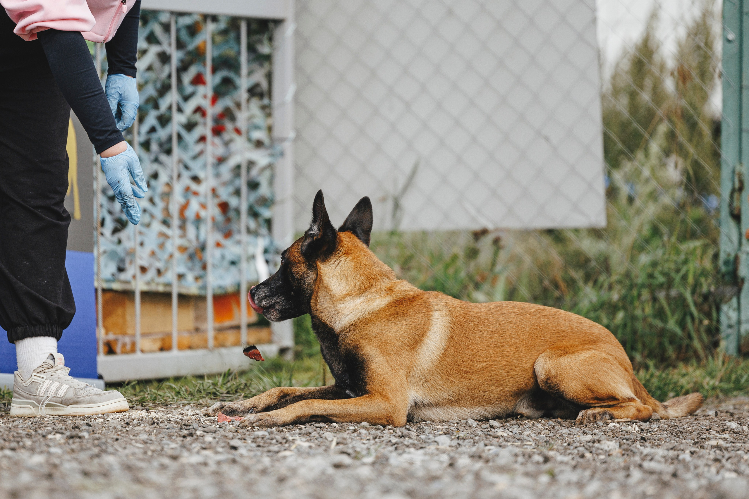 08.08.25-10.08.25 ЧР по мондьорингу г. Вологда. Фотограф-анималист Анна Маринич