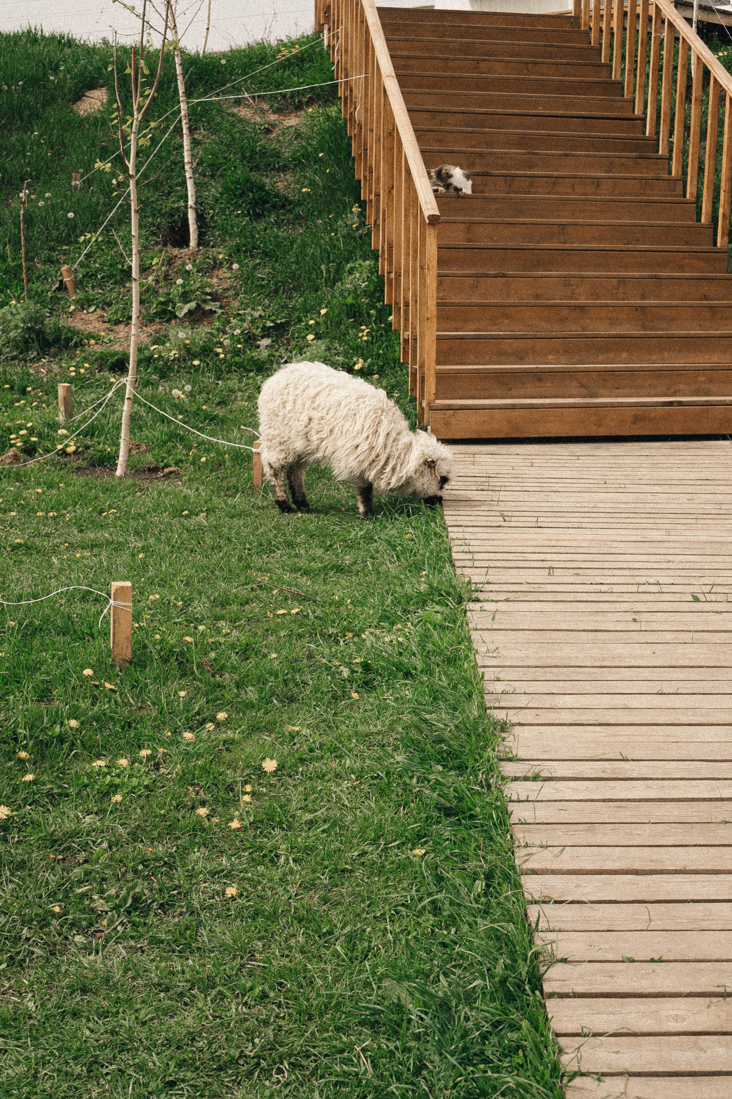 Ферма Альпак. Профессиональный фотограф, Санкт-Петербург — Виктория Богомолова