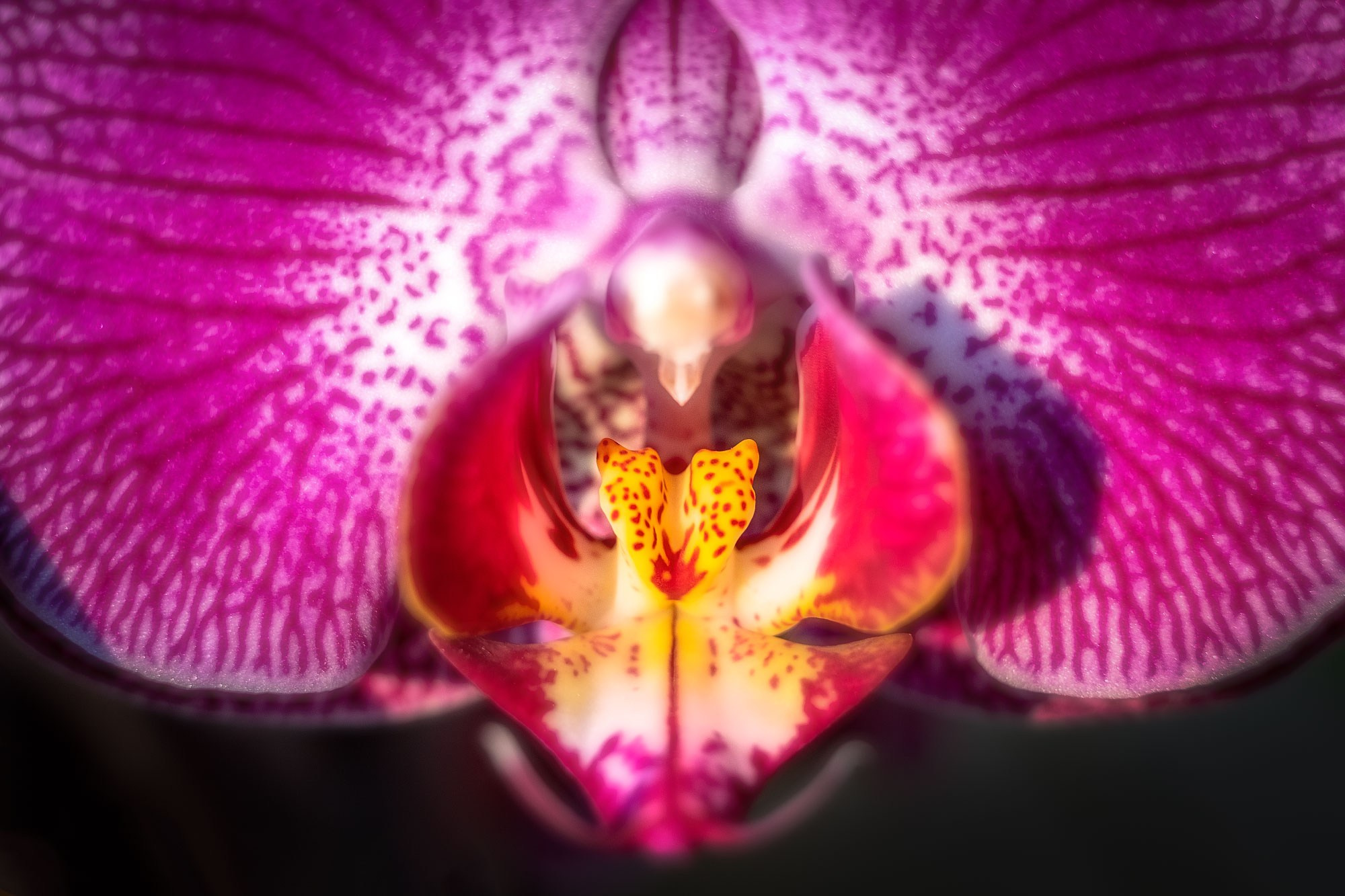 свадебный фотограф Геленджик