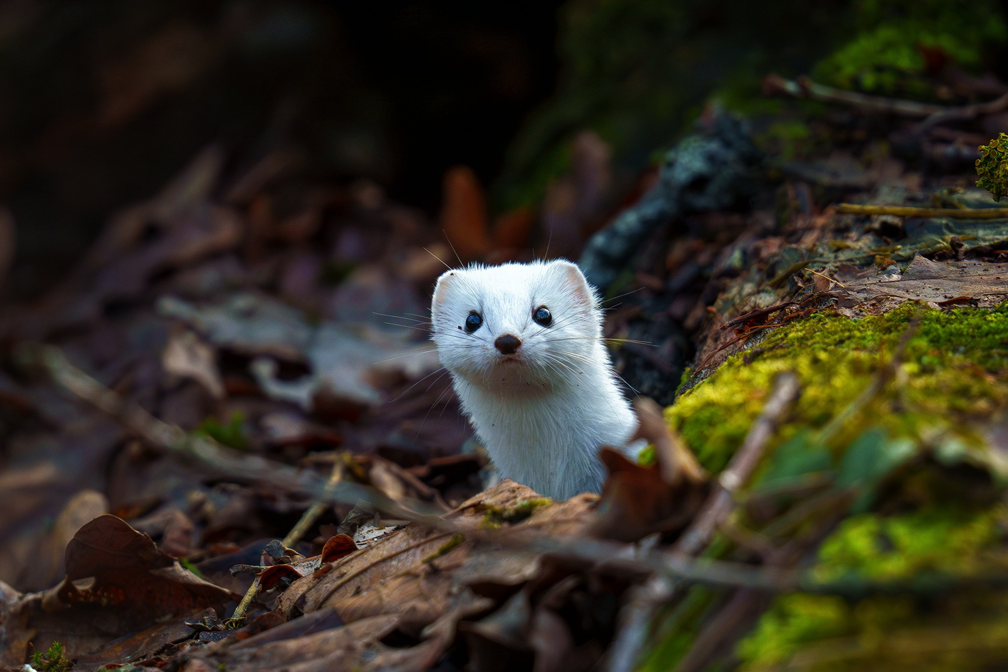 Животные. Ваш личный фотограф Марина Волкова