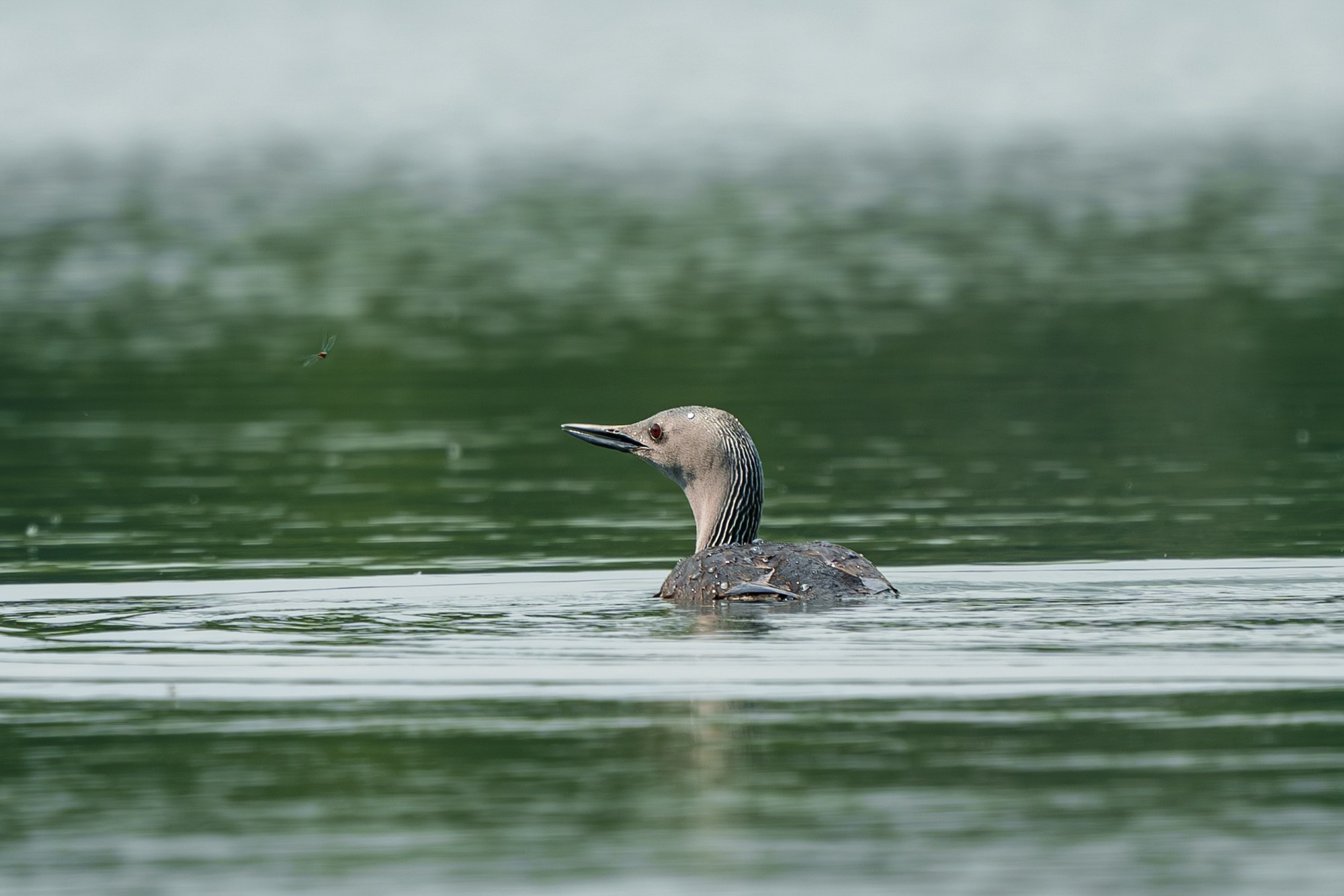 Удивительные мир птиц. Вокруг нас столько прекрасного — присмотритесь!. Ваш личный фотограф Марина Волкова